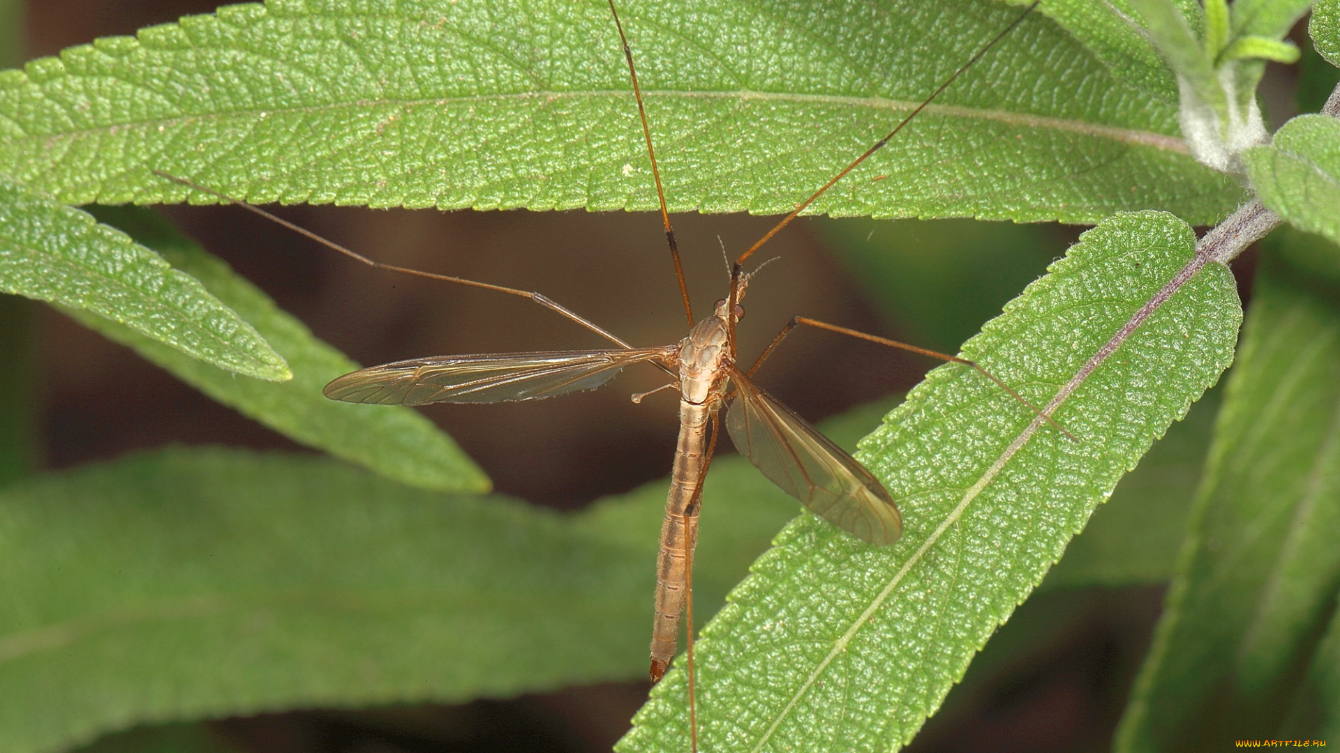 животные, насекомые, насекомое, комар, растения, макро