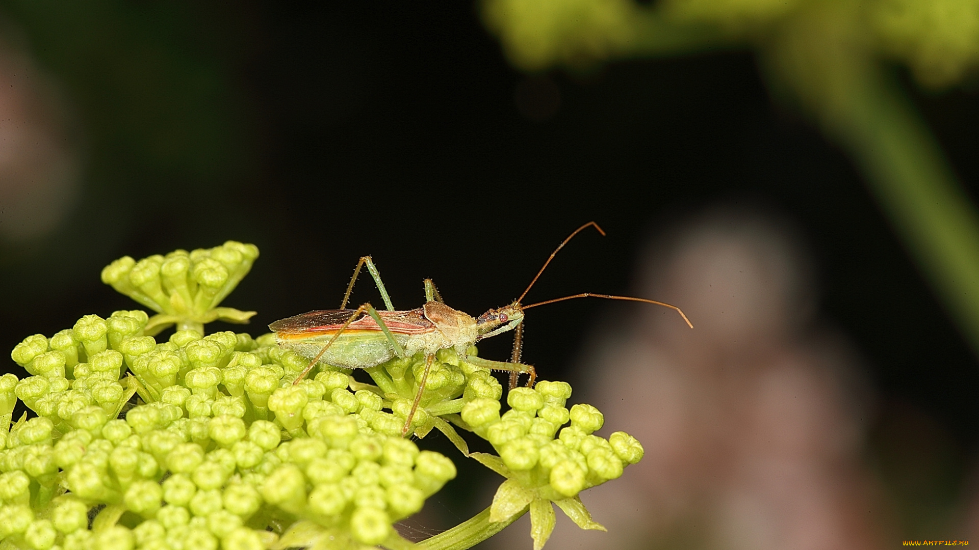 животные, насекомые, растение, насекомое, природа, макро
