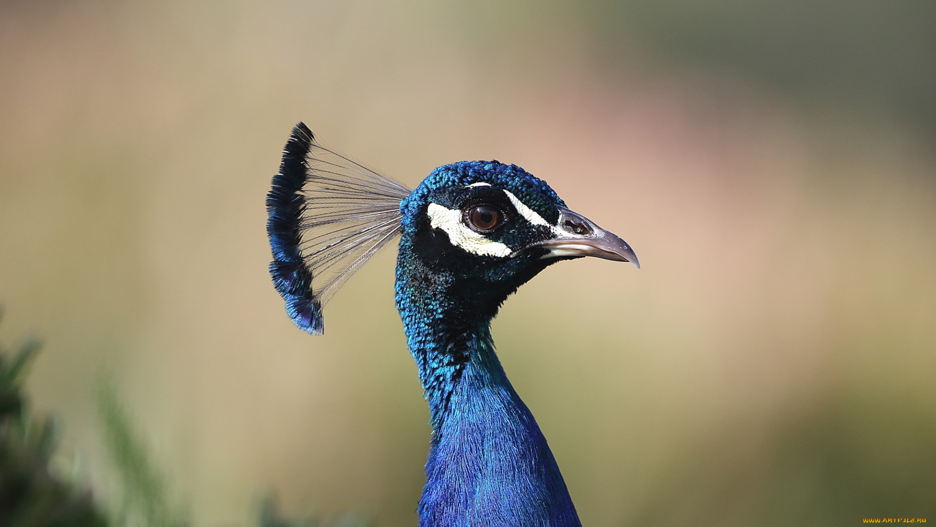 животные, павлины, птица, хохолок, павлин, синий
