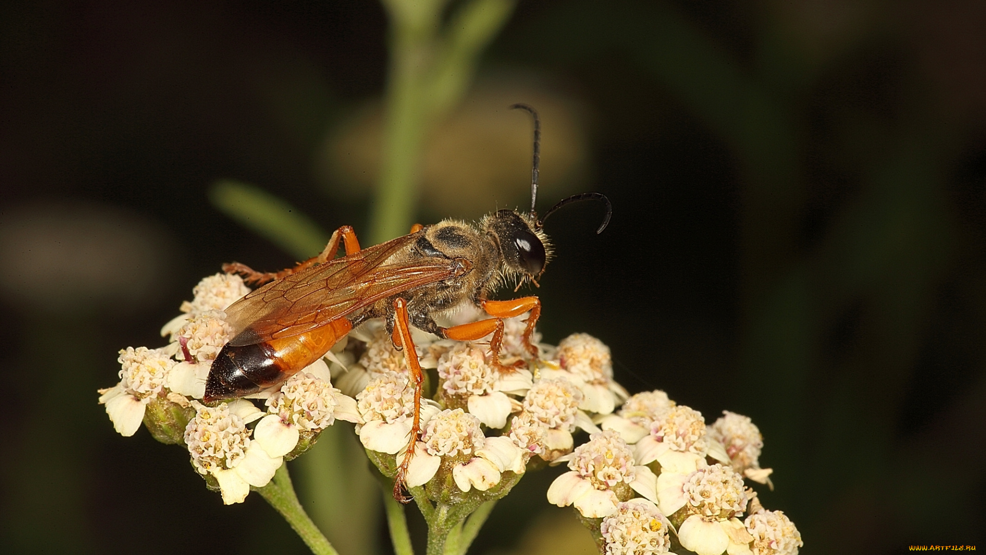 животные, пчелы, , осы, , шмели, растение, оса, насекомое, природа, макро
