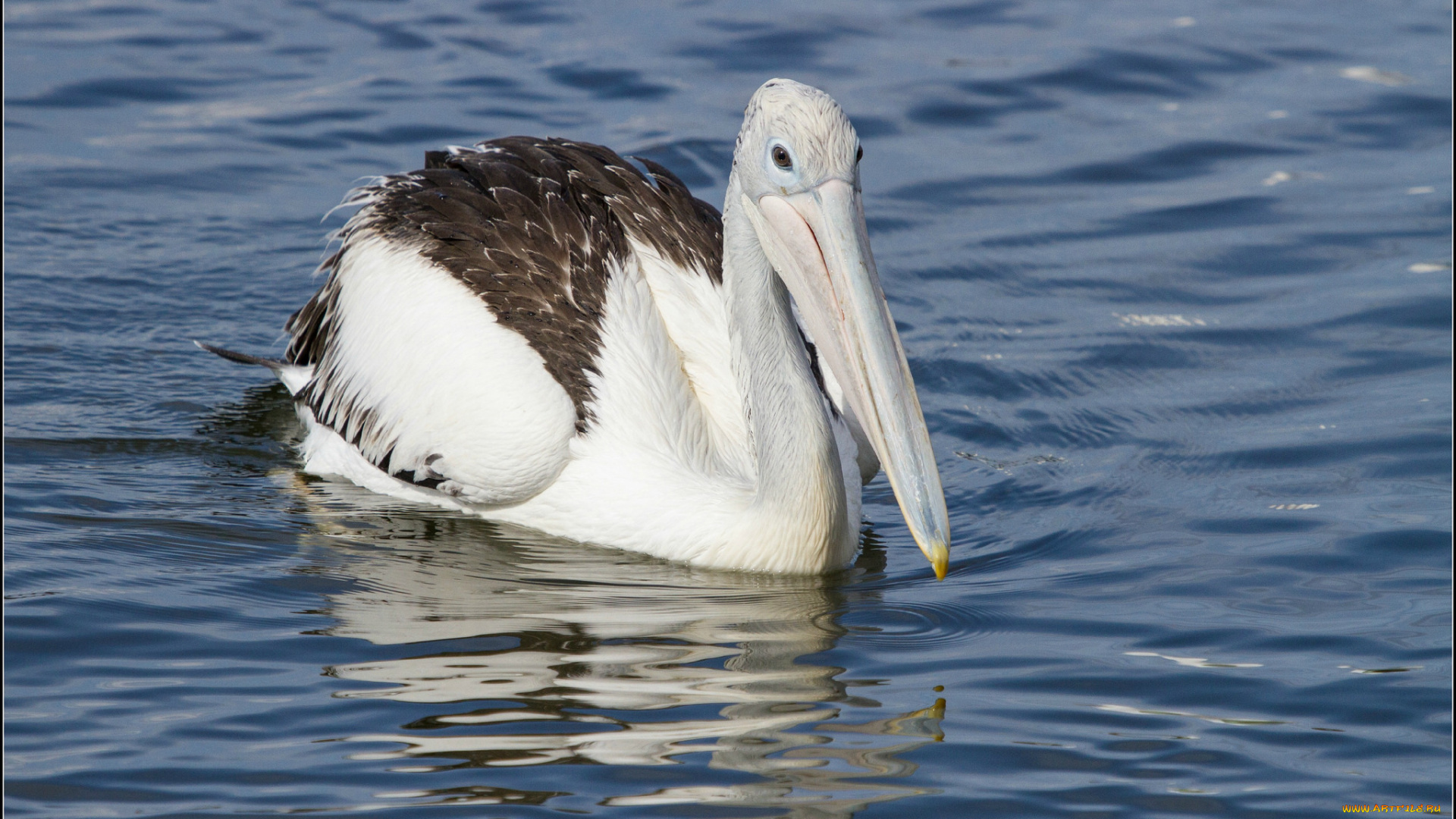 животные, пеликаны, птица, клюв, вода, плавает