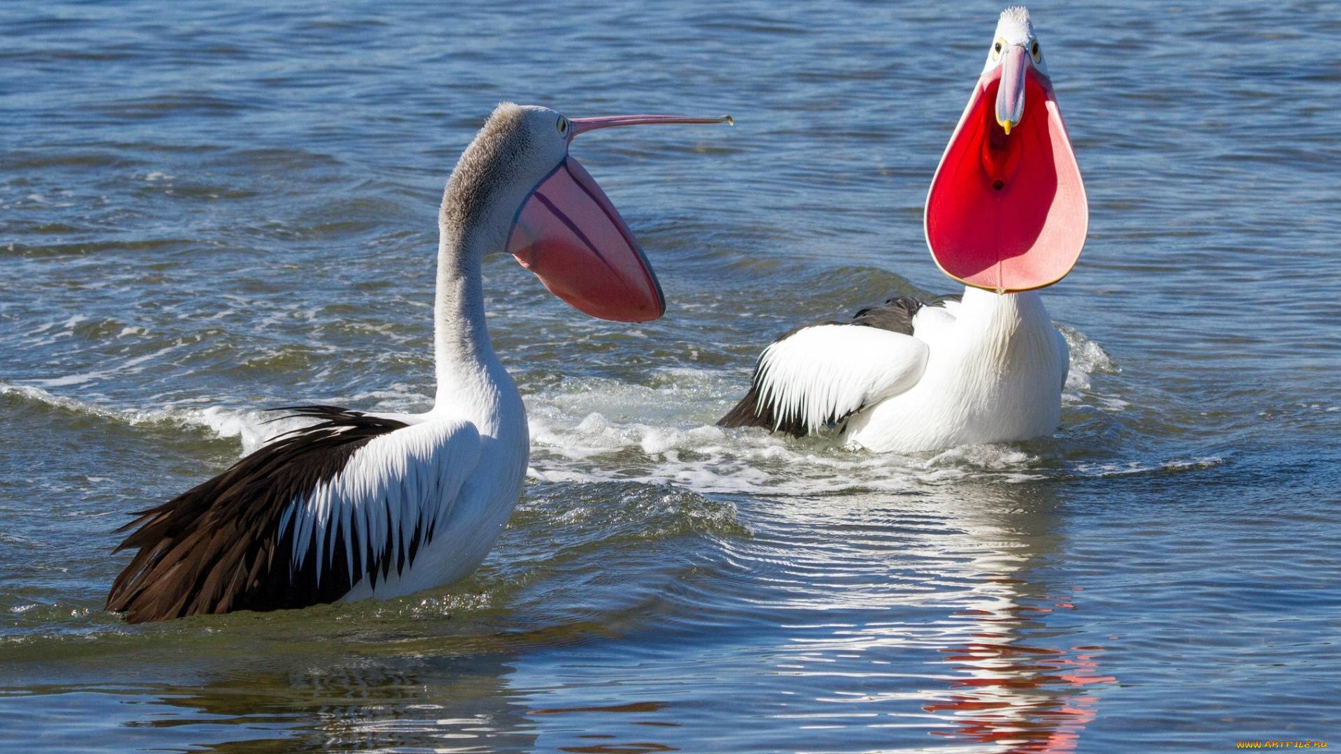 животные, пеликаны, птицы, плавают, кричат, клювы, вода