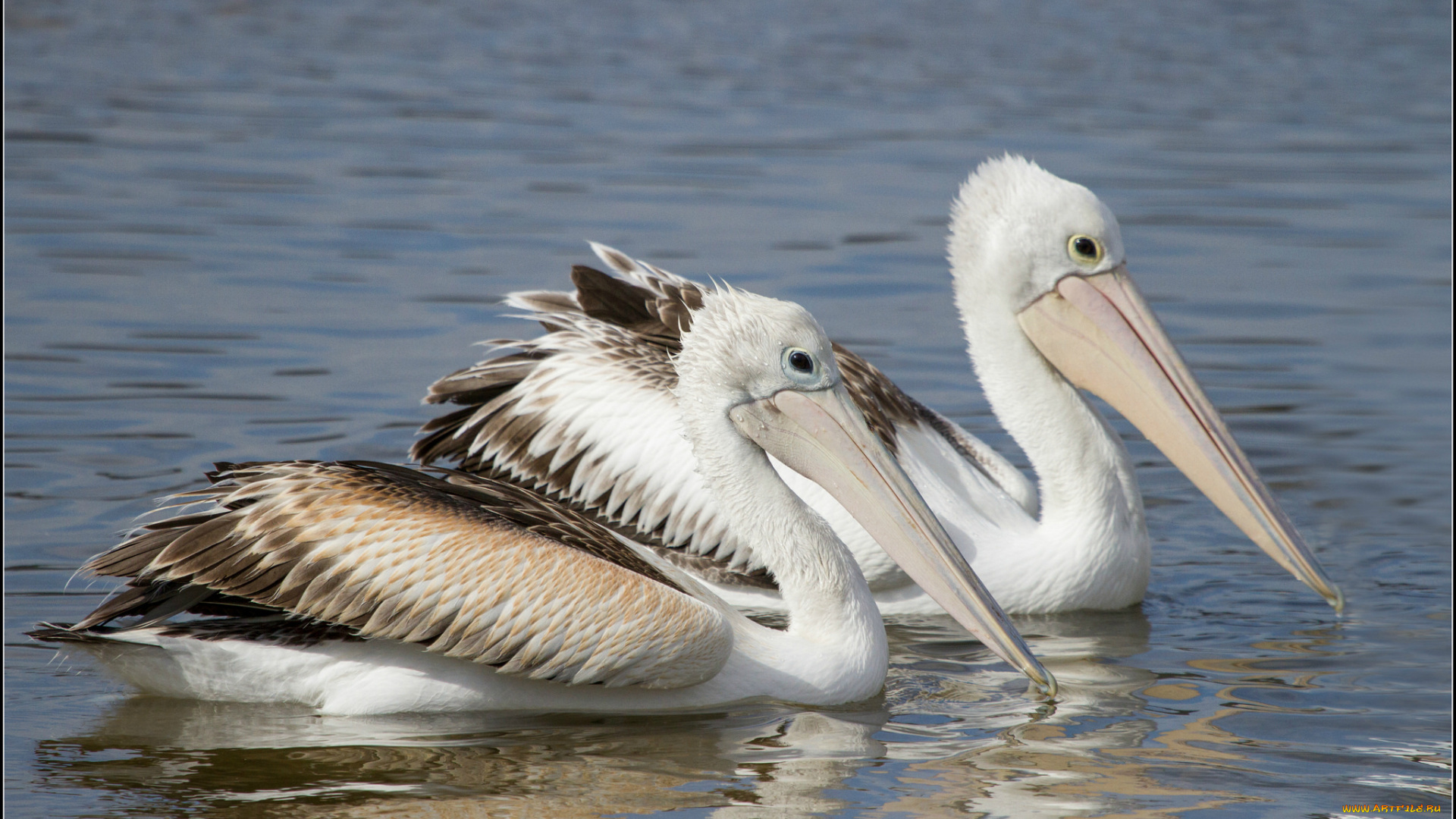 животные, пеликаны, вода, птицы, пара