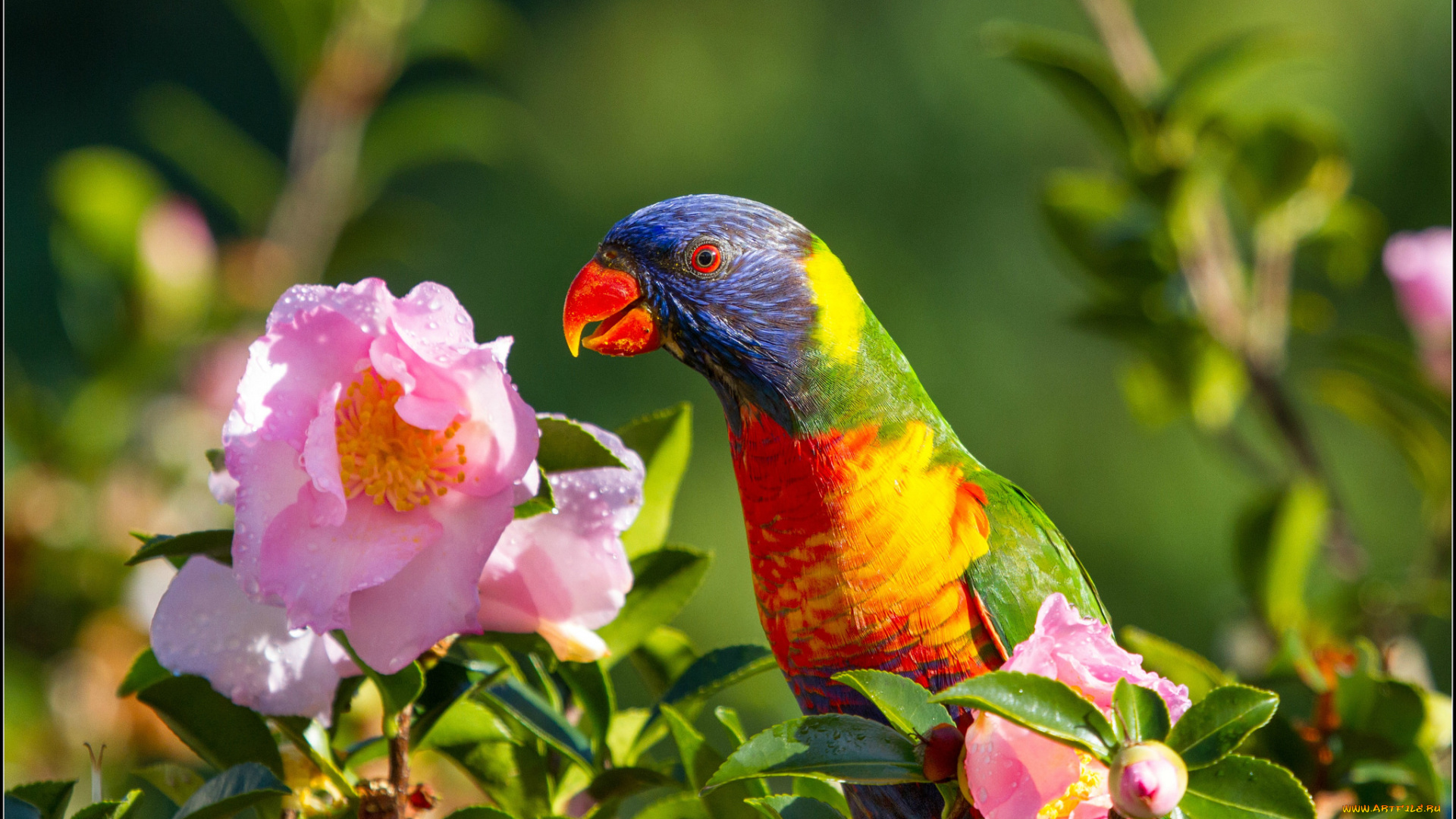 животные, попугаи, цветы, розовые, природа, попугай