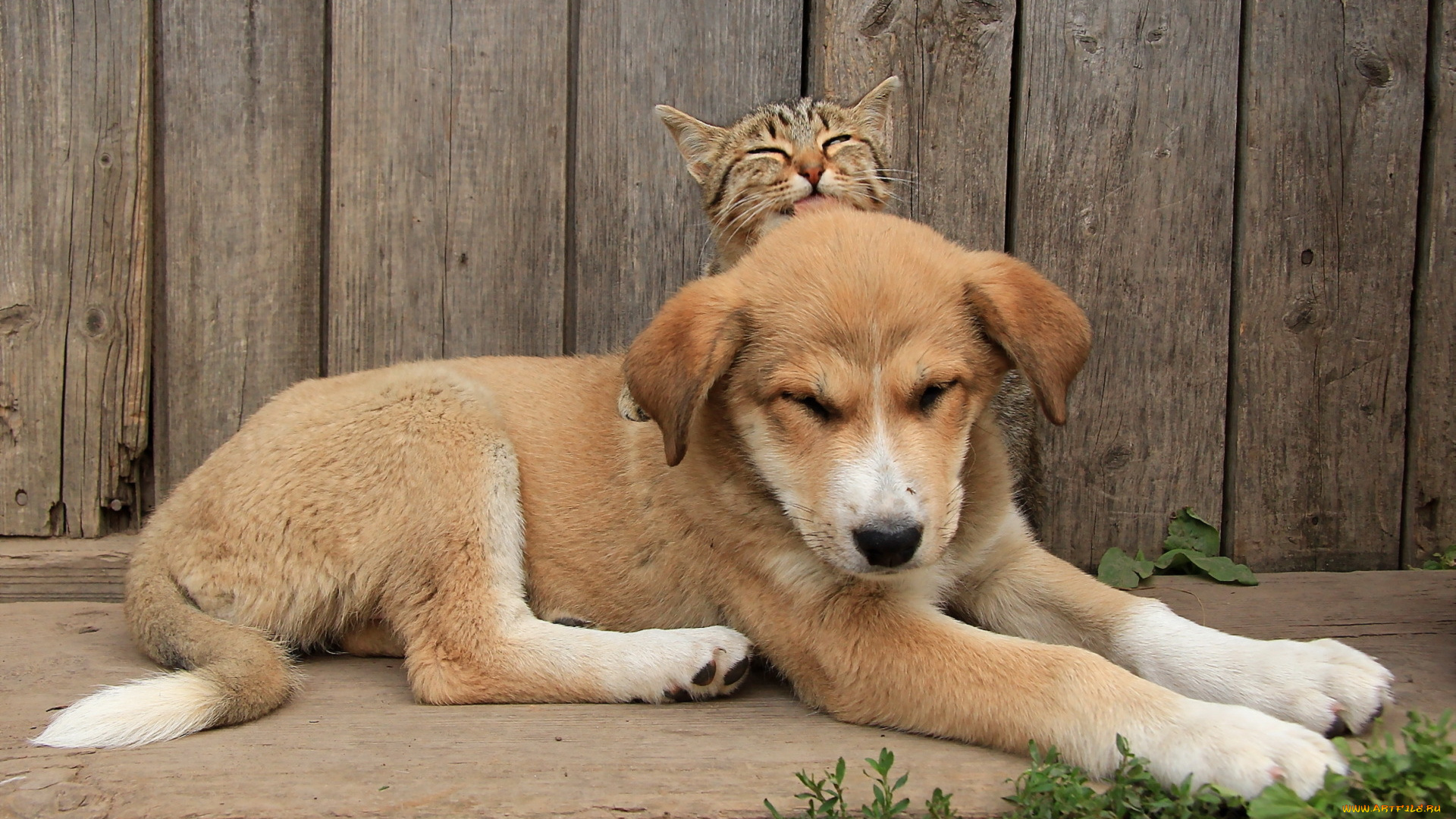 животные, разные, вместе, кошка, собака, фон