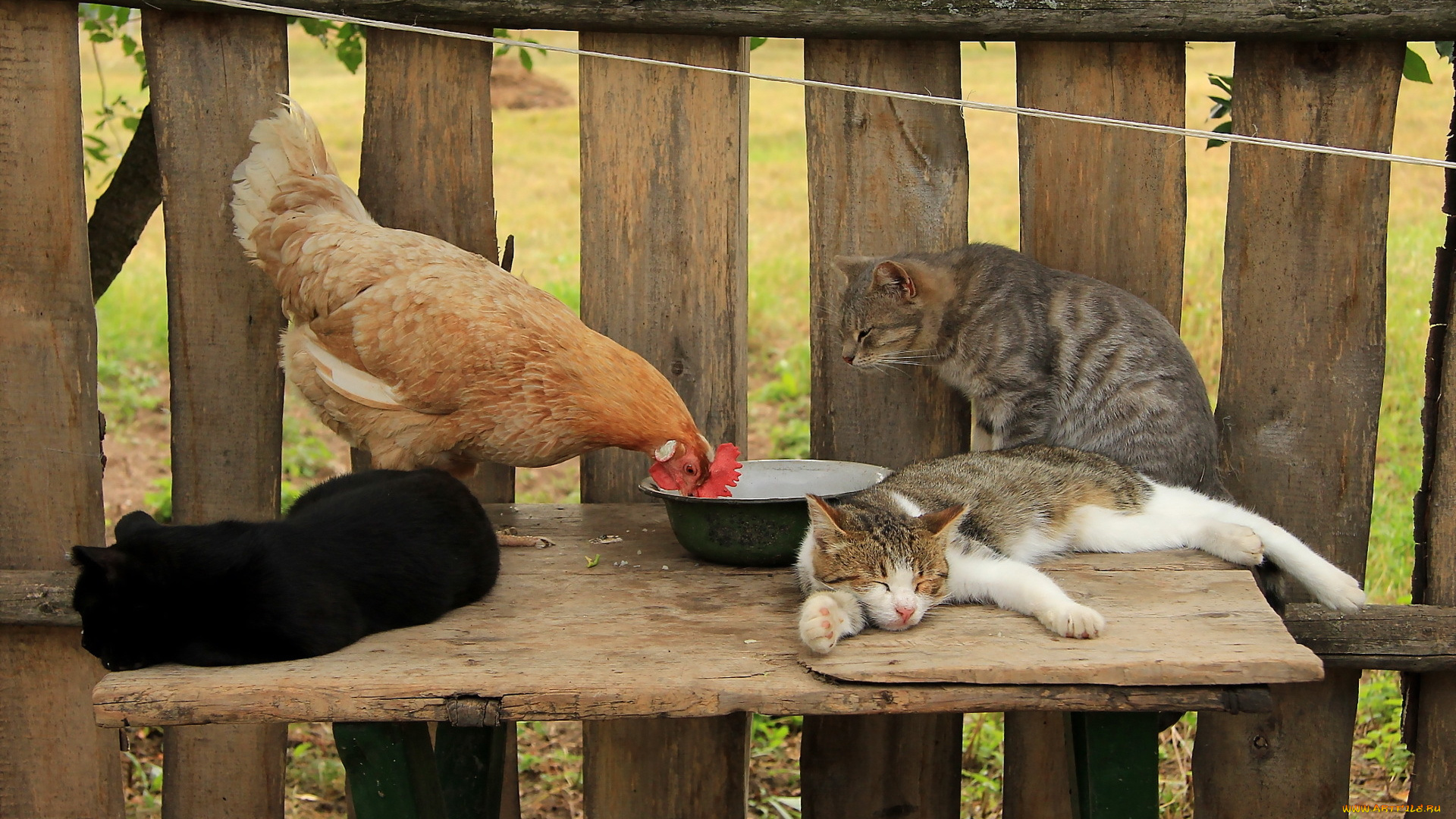 животные, разные, вместе, кошки, курица, забор