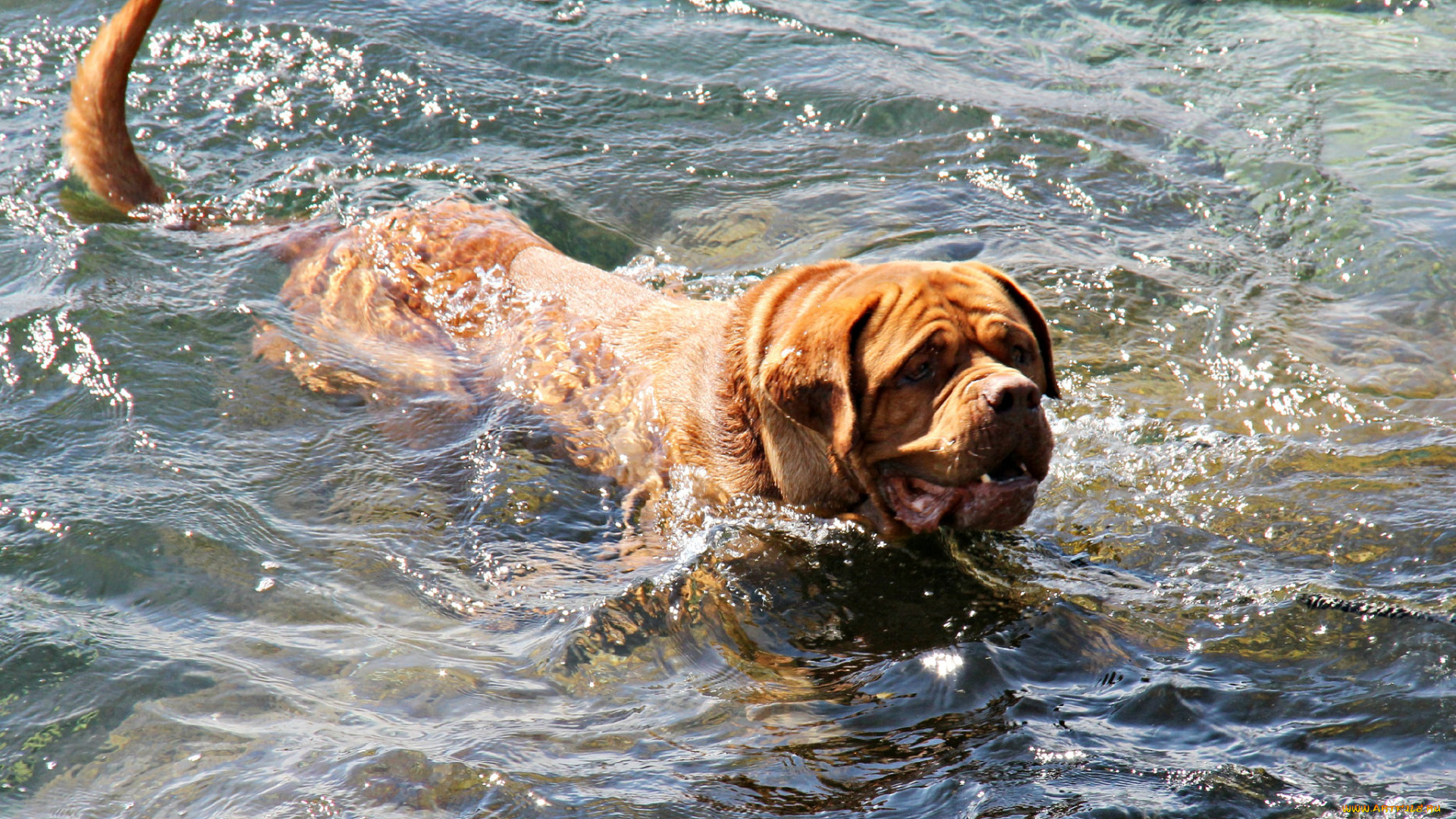 животные, собаки, пёс, рыжий, вода, плывёт, всплески