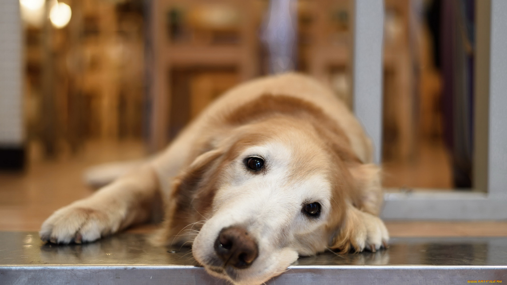 животные, собаки, собака, взгляд, друг