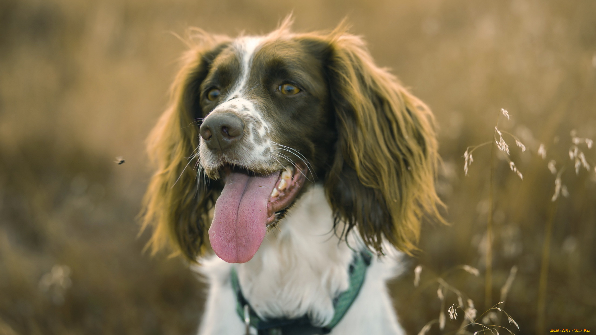 животные, собаки, собака, взгляд, друг