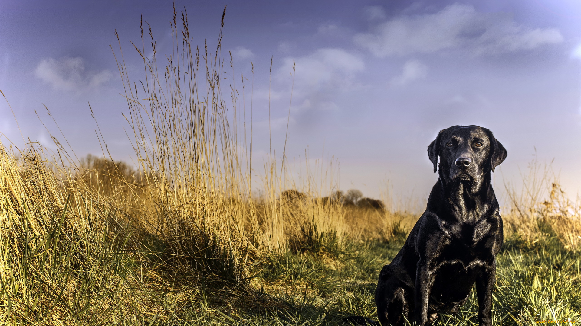 животные, собаки, взгляд, лабрадор
