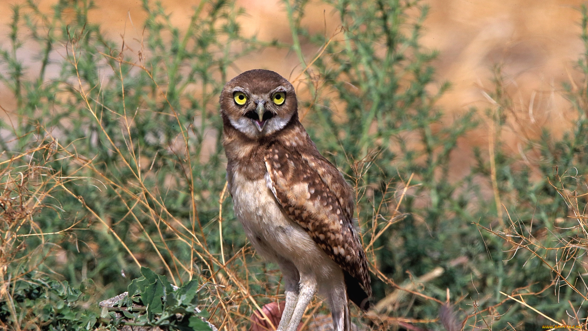 животные, совы, трава, сова, сыч, взгляд, птица