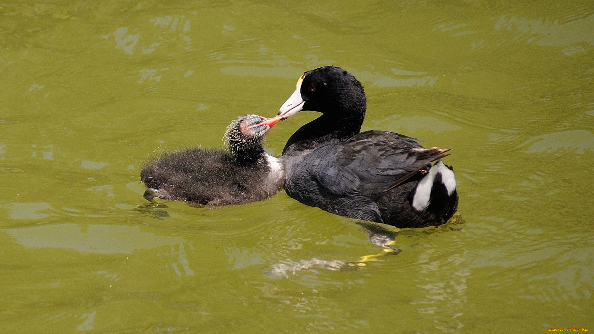 животные, утки, плавают, вода