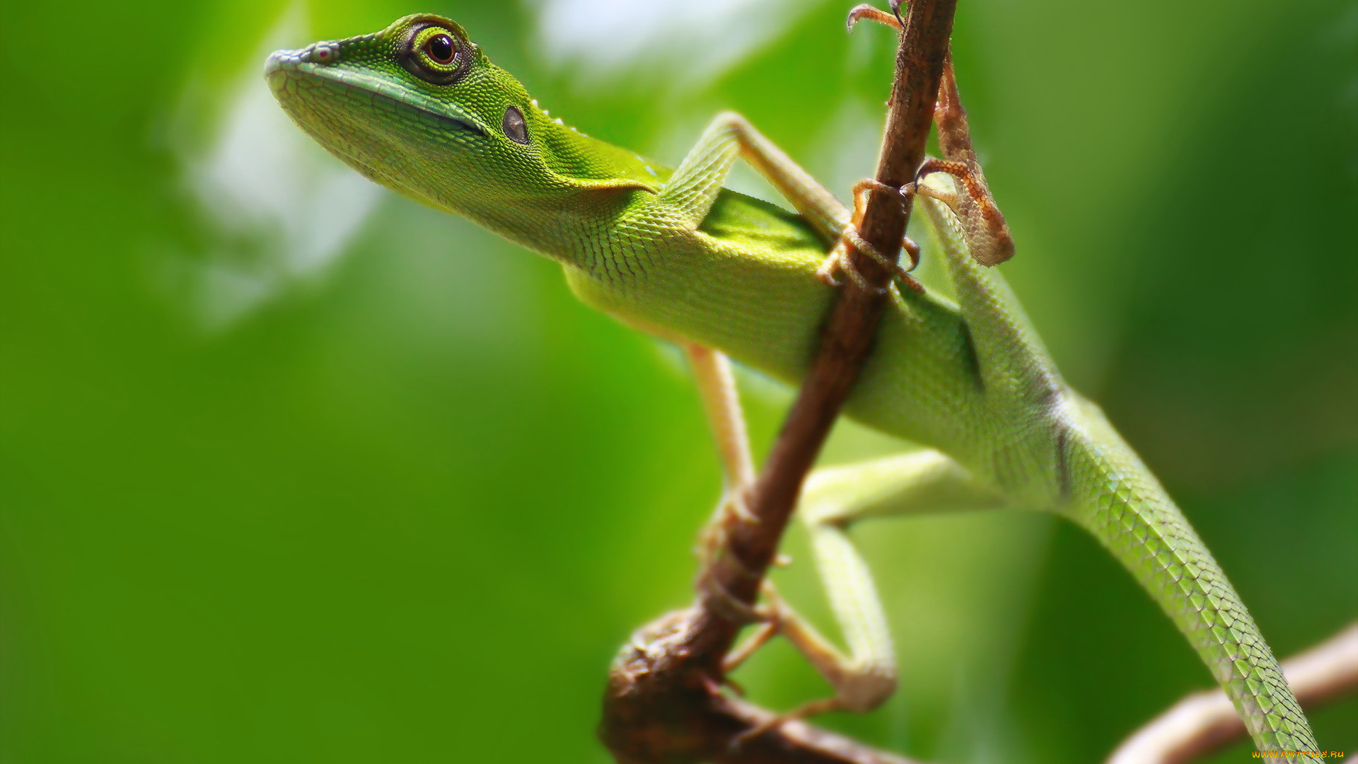 животные, Ящерицы, , игуаны, , вараны, ящерица, природа, фон