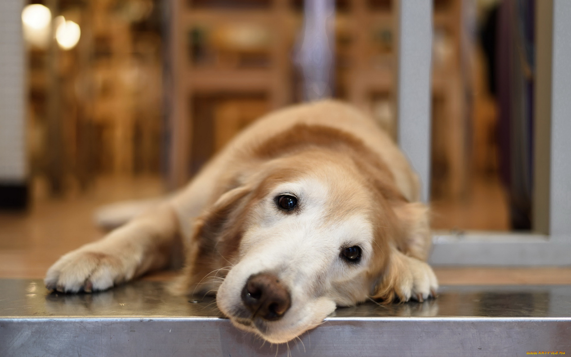 животные, собаки, собака, взгляд, друг