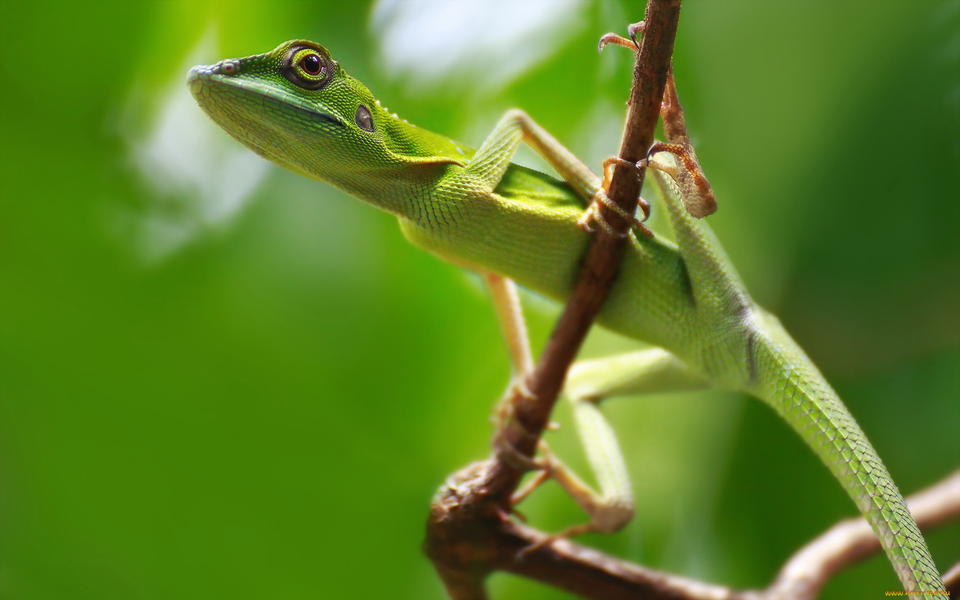 животные, Ящерицы, , игуаны, , вараны, ящерица, природа, фон