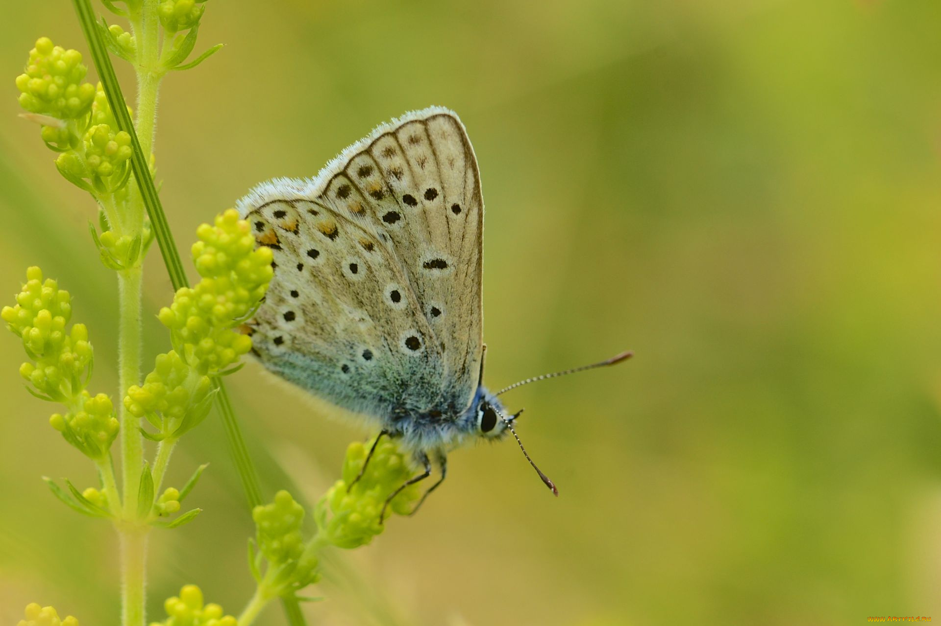 животные, бабочки, макро, зелёный, фон, бабочка, растение