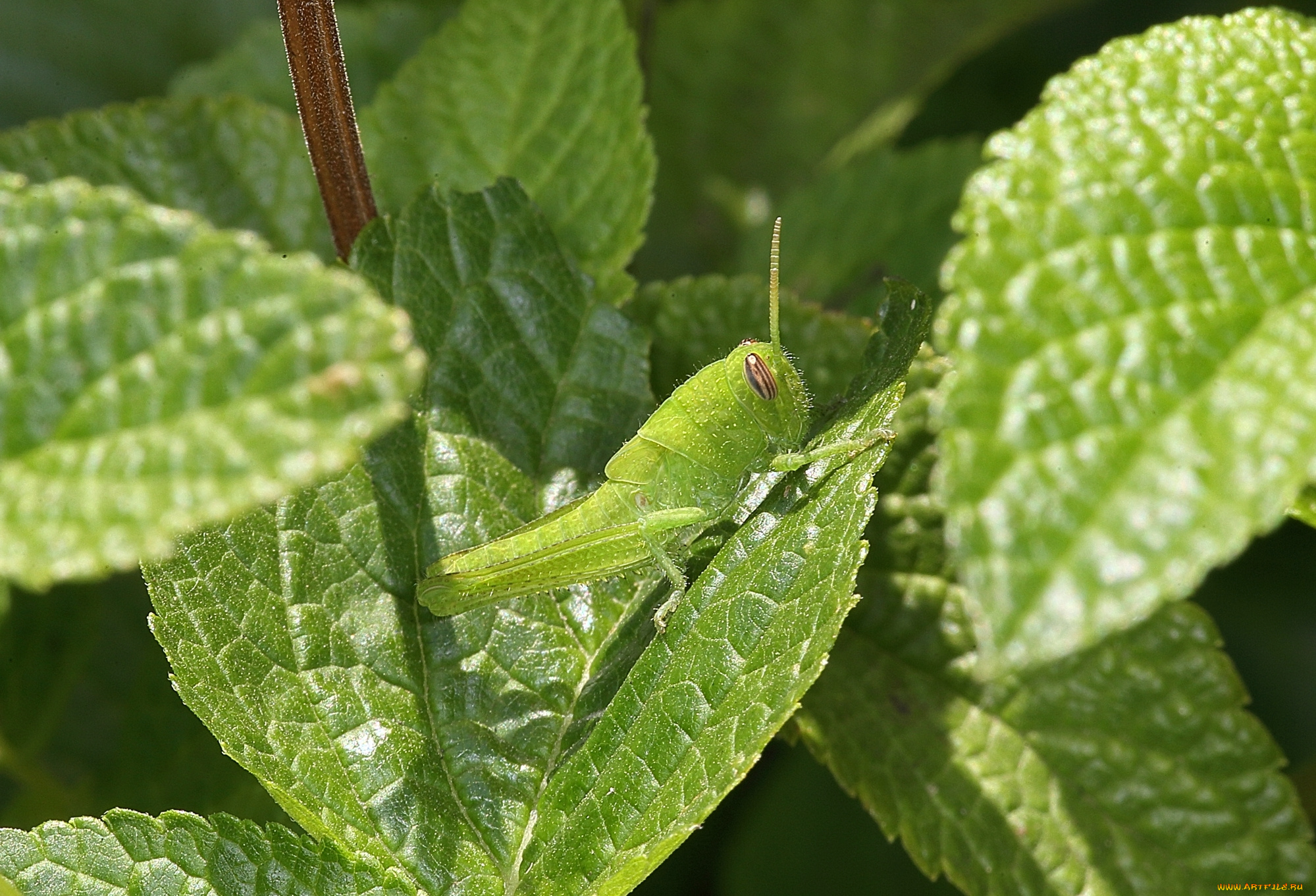 животные, кузнечики, , саранча, зелень, растения, кузнечик, макро