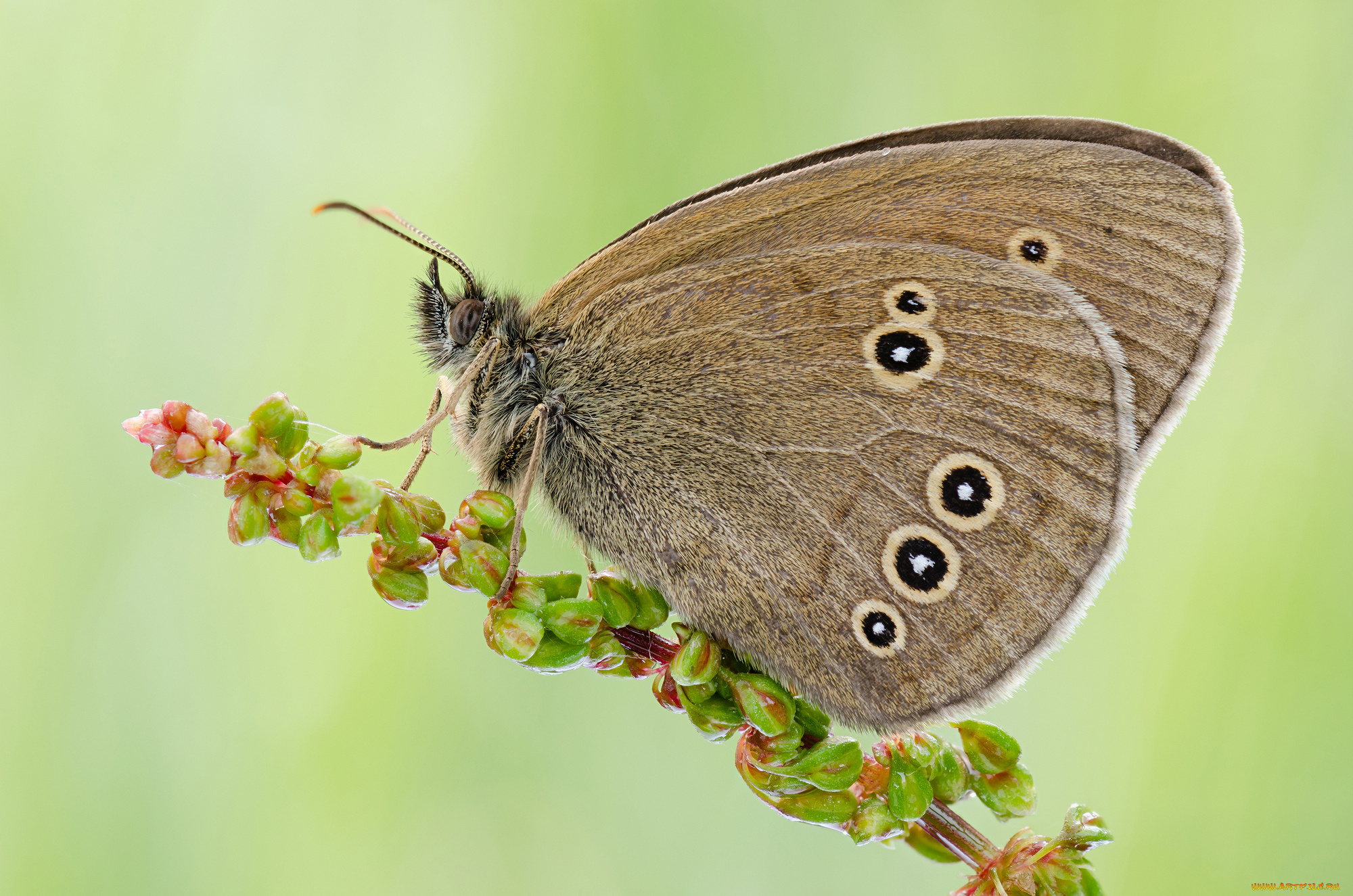 животные, бабочки, растение, цветок, бабочка, фон