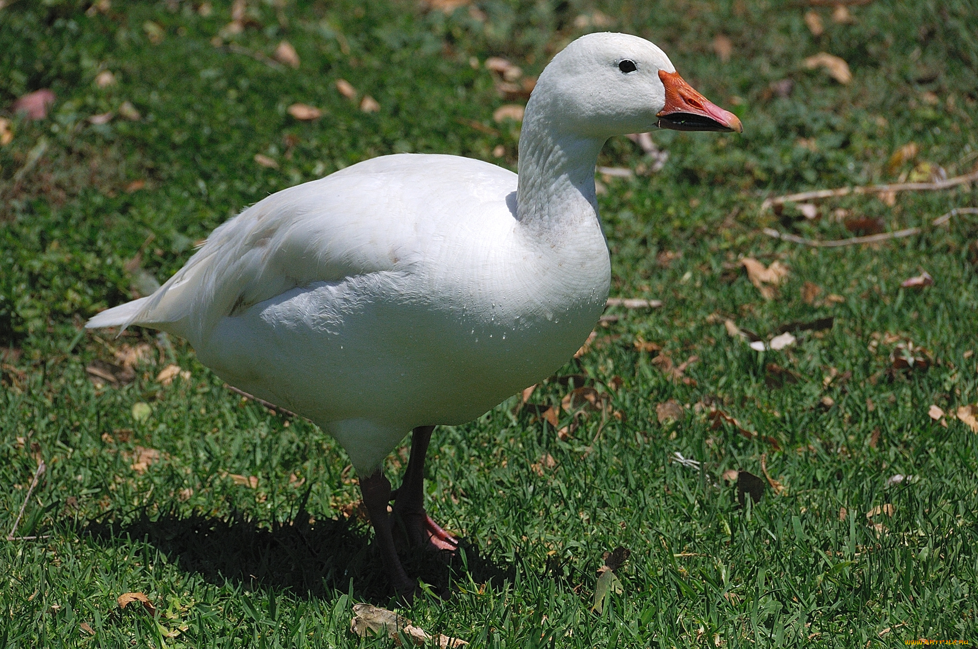 животные, гуси, гусь, трава