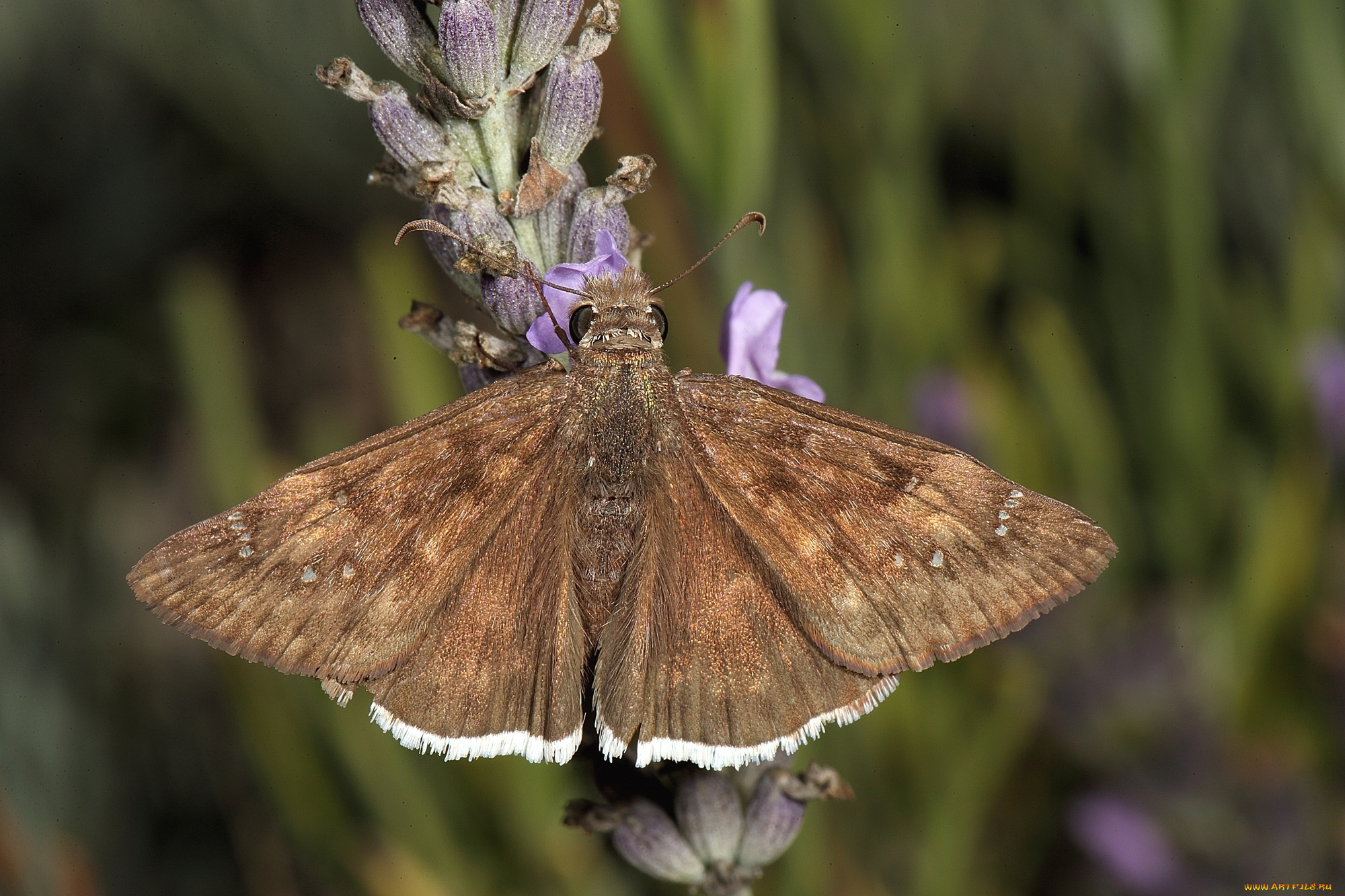 животные, бабочки, моль