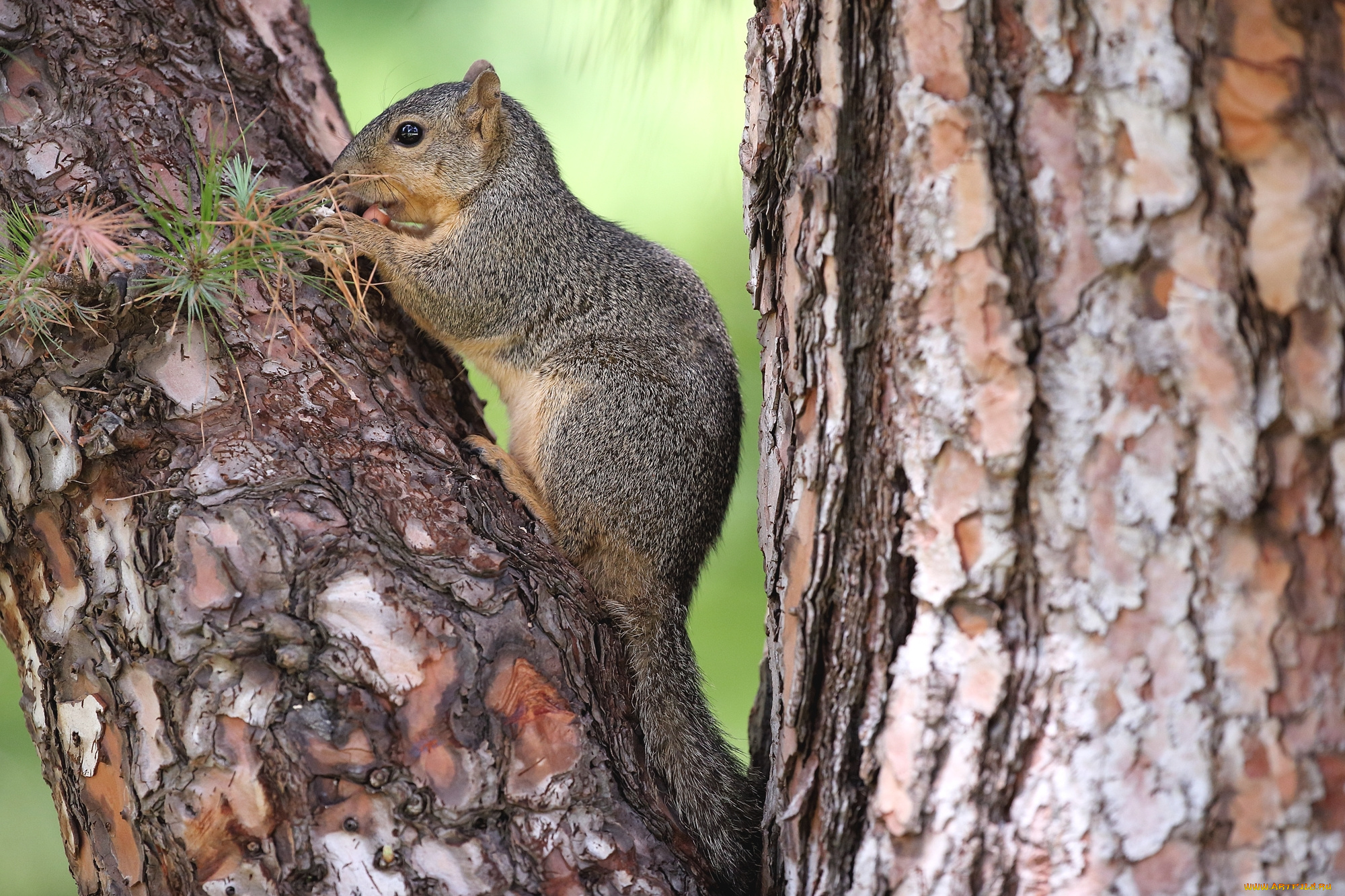животные, белки, белка, дерево, стволы