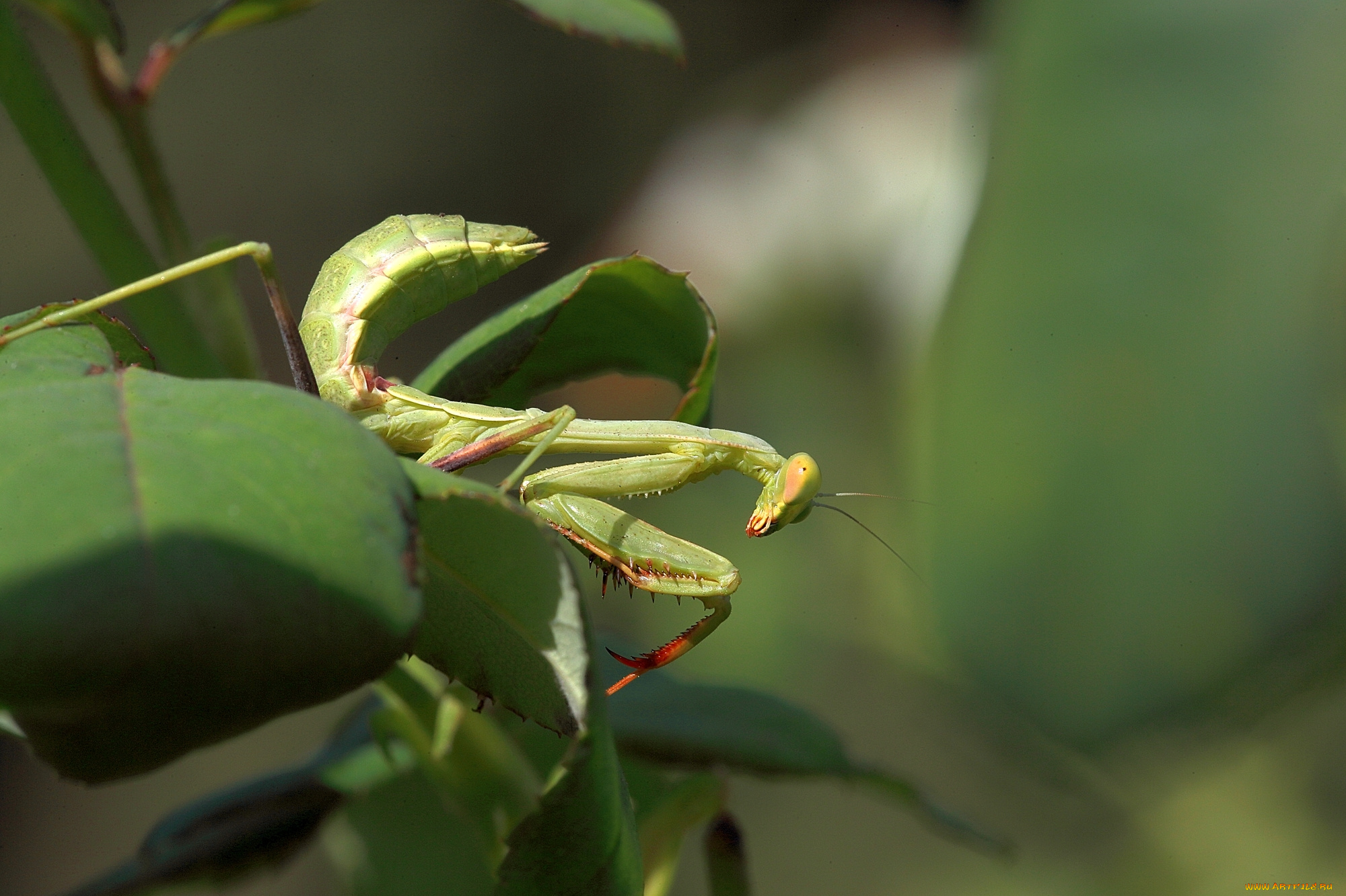 животные, богомолы, богомол, зелень, природа, макро