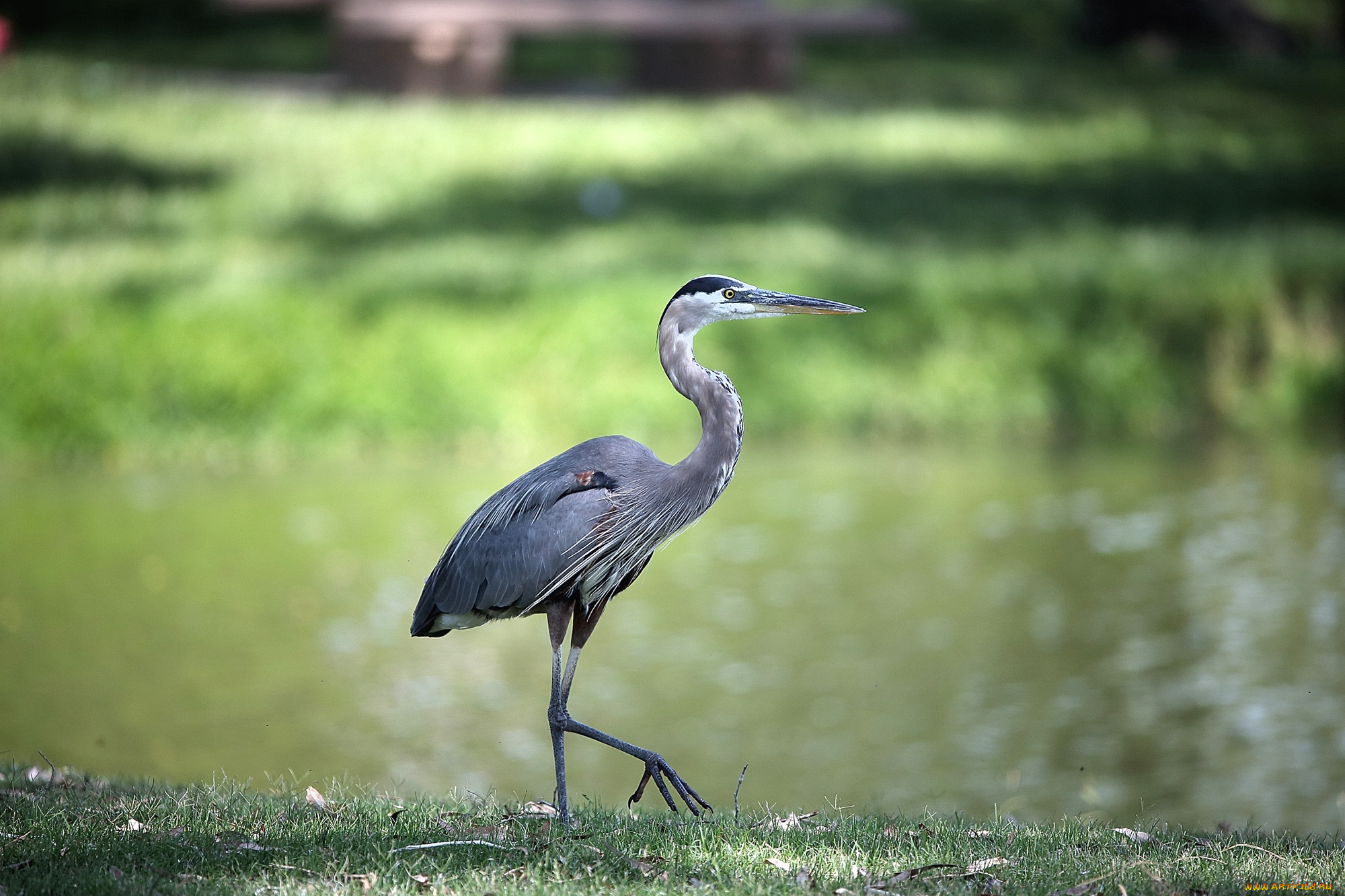 животные, цапли, , выпи, птица, клюв, вода, цапля