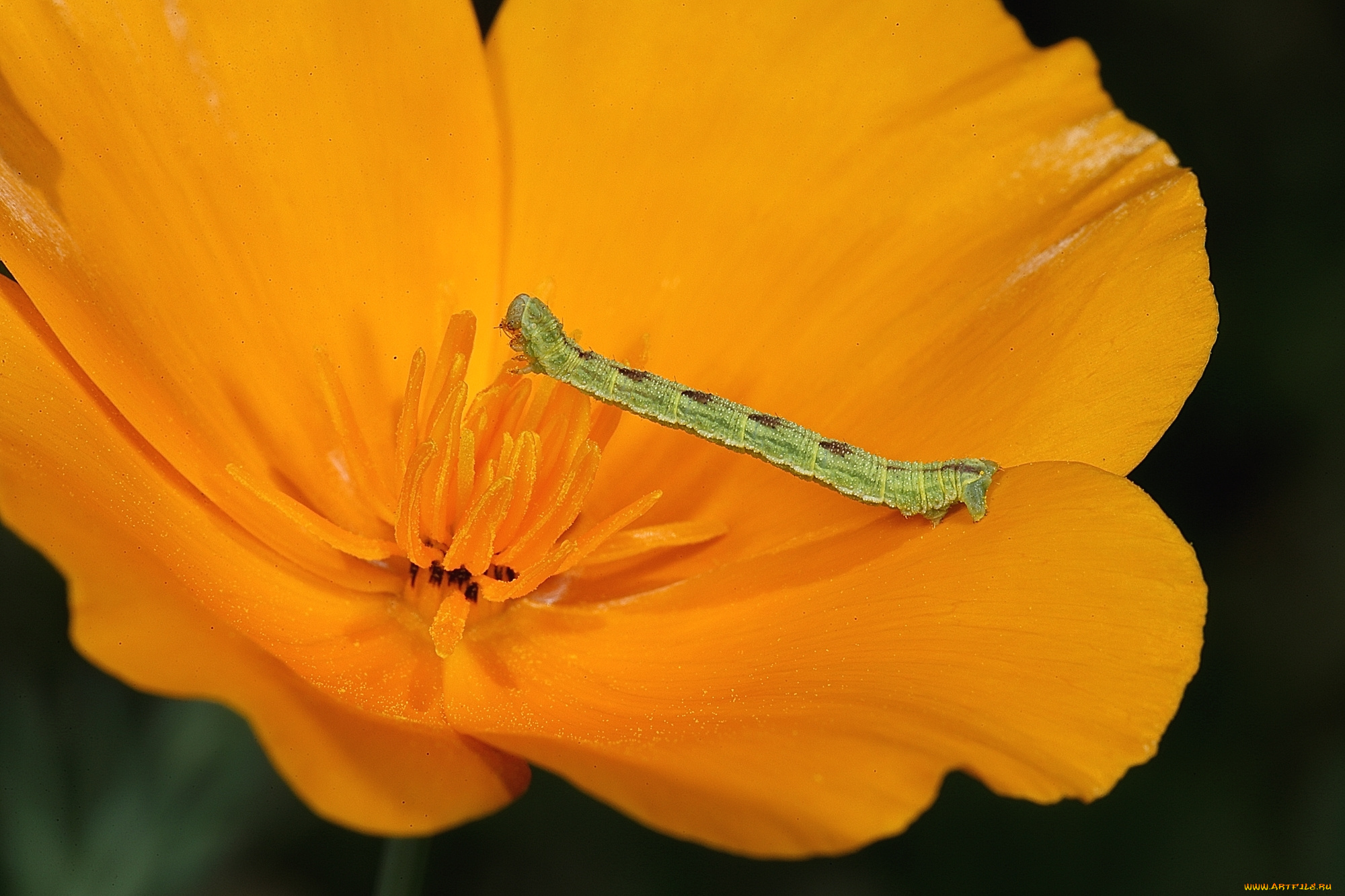 животные, гусеницы, цветок, оранжевый, гусеница