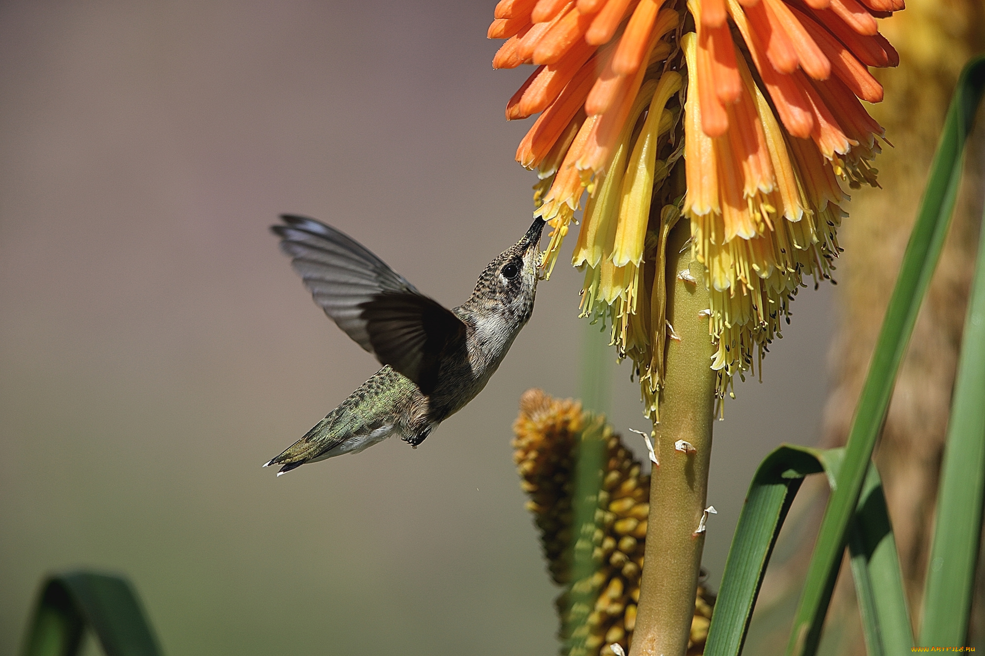животные, колибри, птица, цветы, опыление