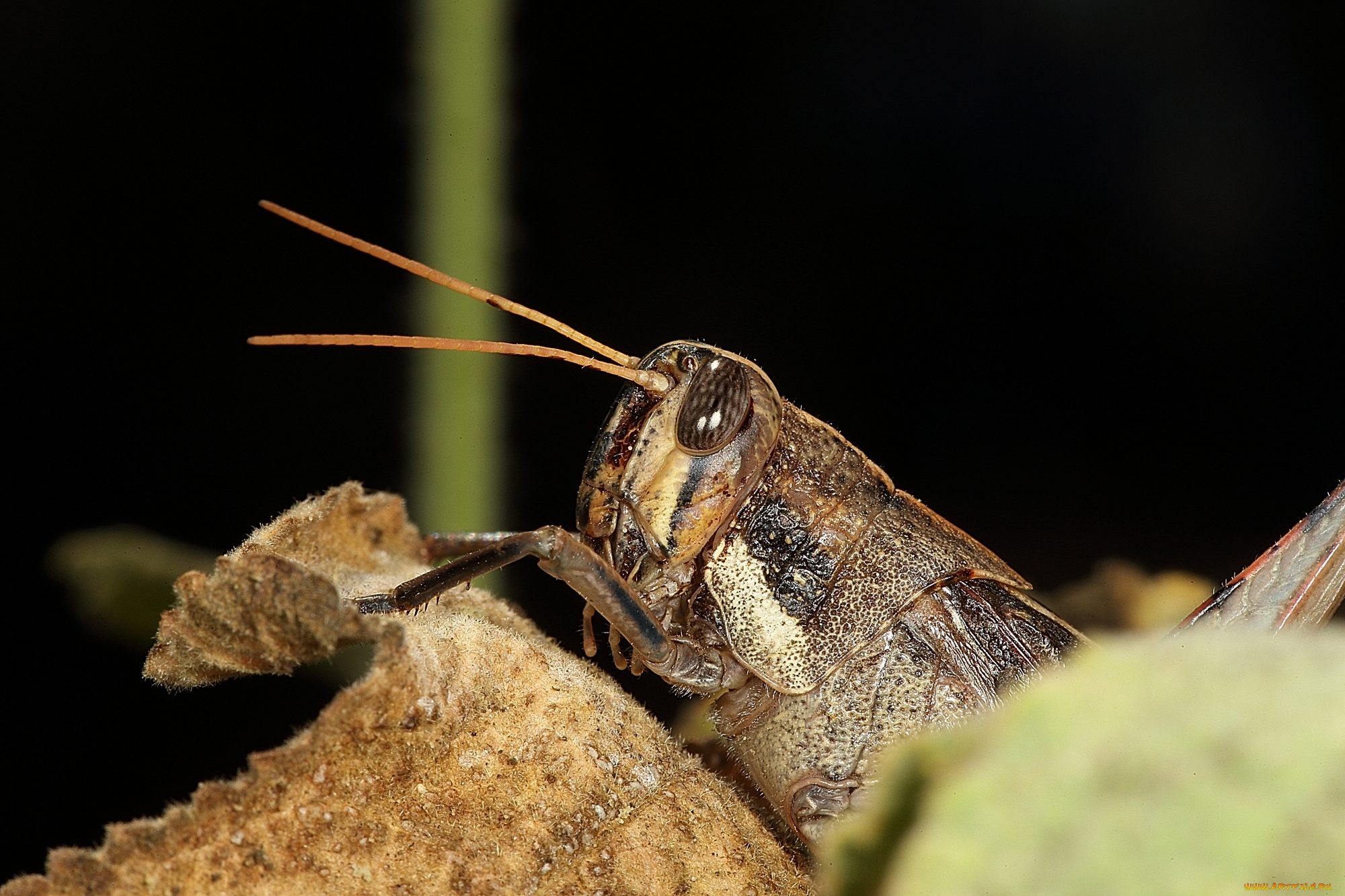 животные, кузнечики, , саранча, насекомое, кузнечик, макро