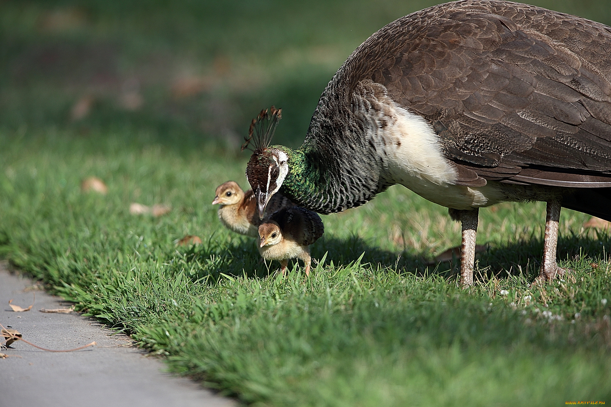 животные, павлины, павлин, птенцы, луг, трава