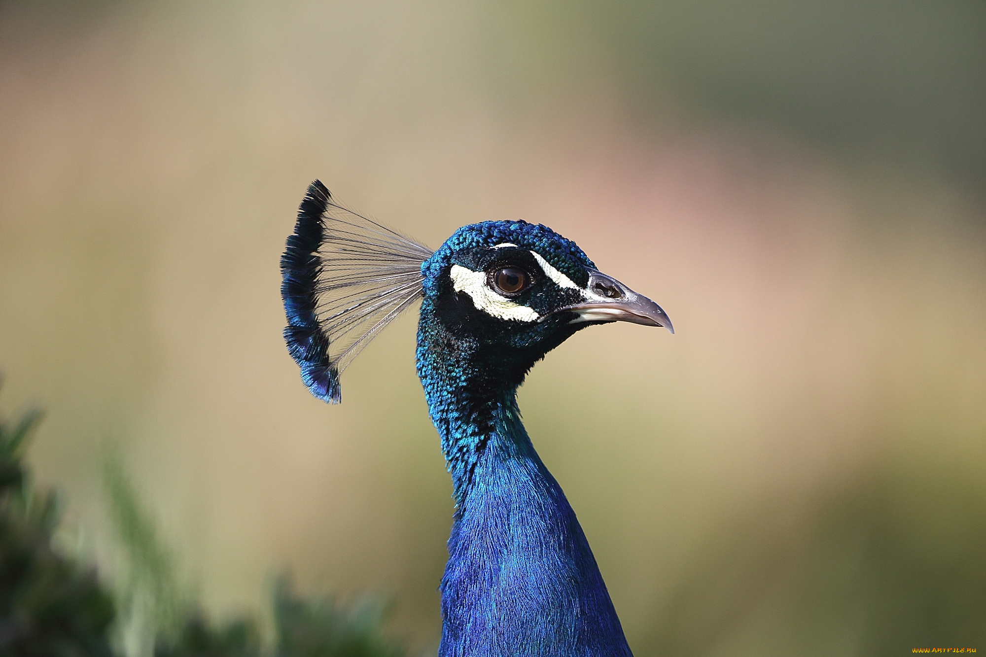 животные, павлины, птица, хохолок, павлин, синий