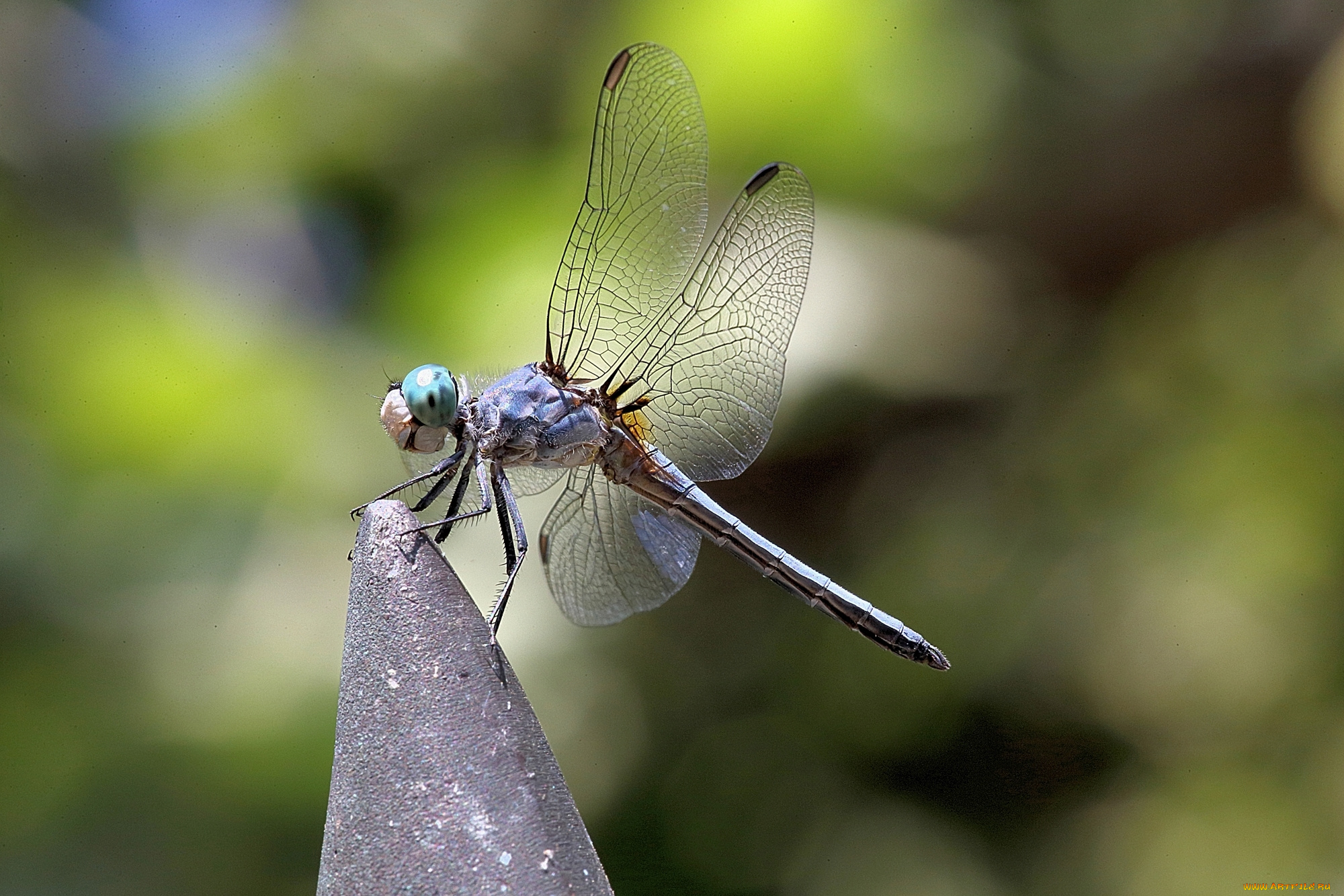 животные, стрекозы, стрекоза, насекомое, крылья