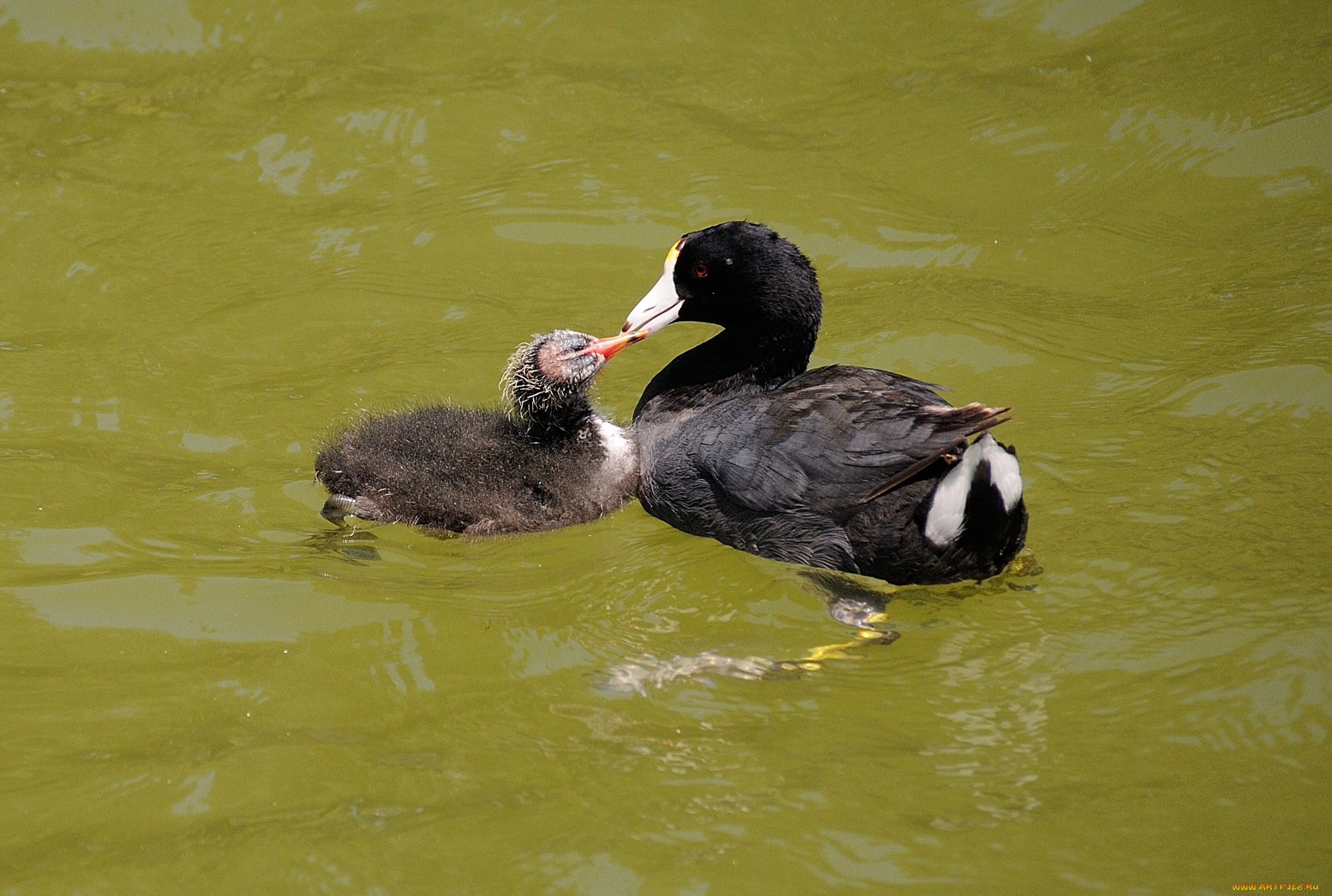 животные, утки, плавают, вода