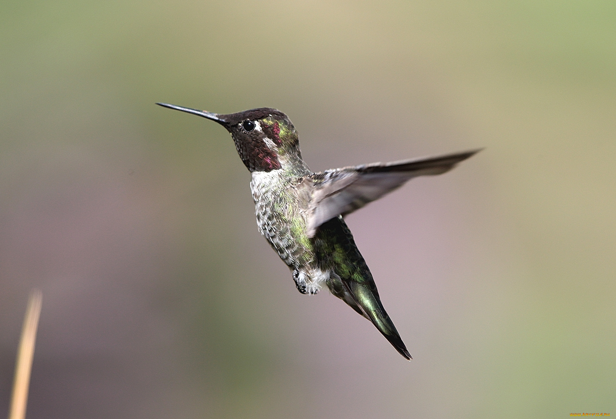 животные, колибри, птица, полёт