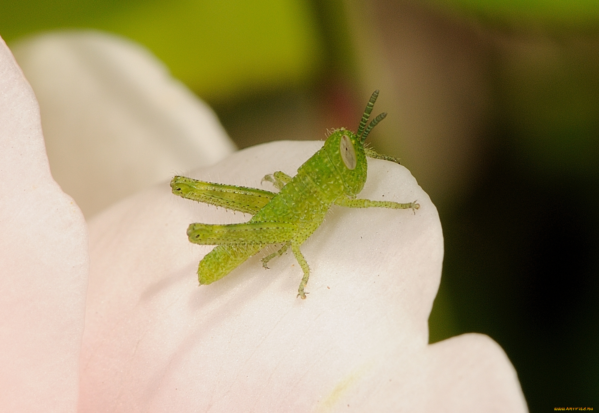 животные, кузнечики, , саранча, кузнечик, макро