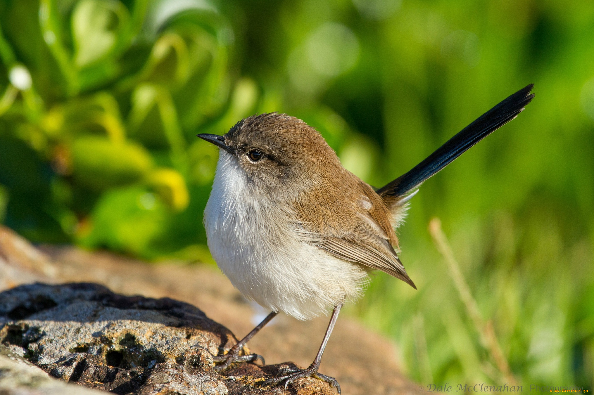 животные, птицы, птица, зелень, листья