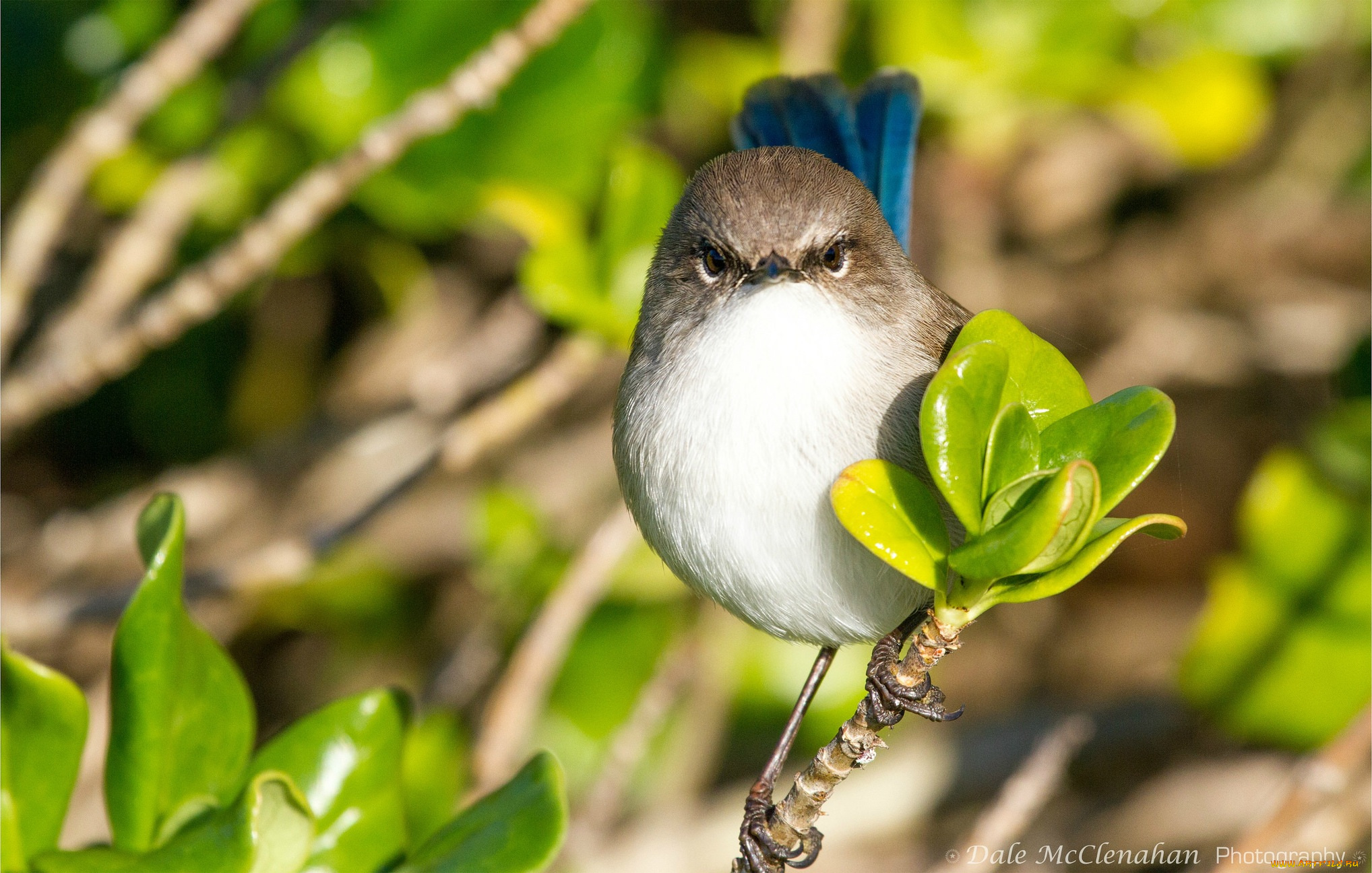 животные, птицы, птица, зелень, листья
