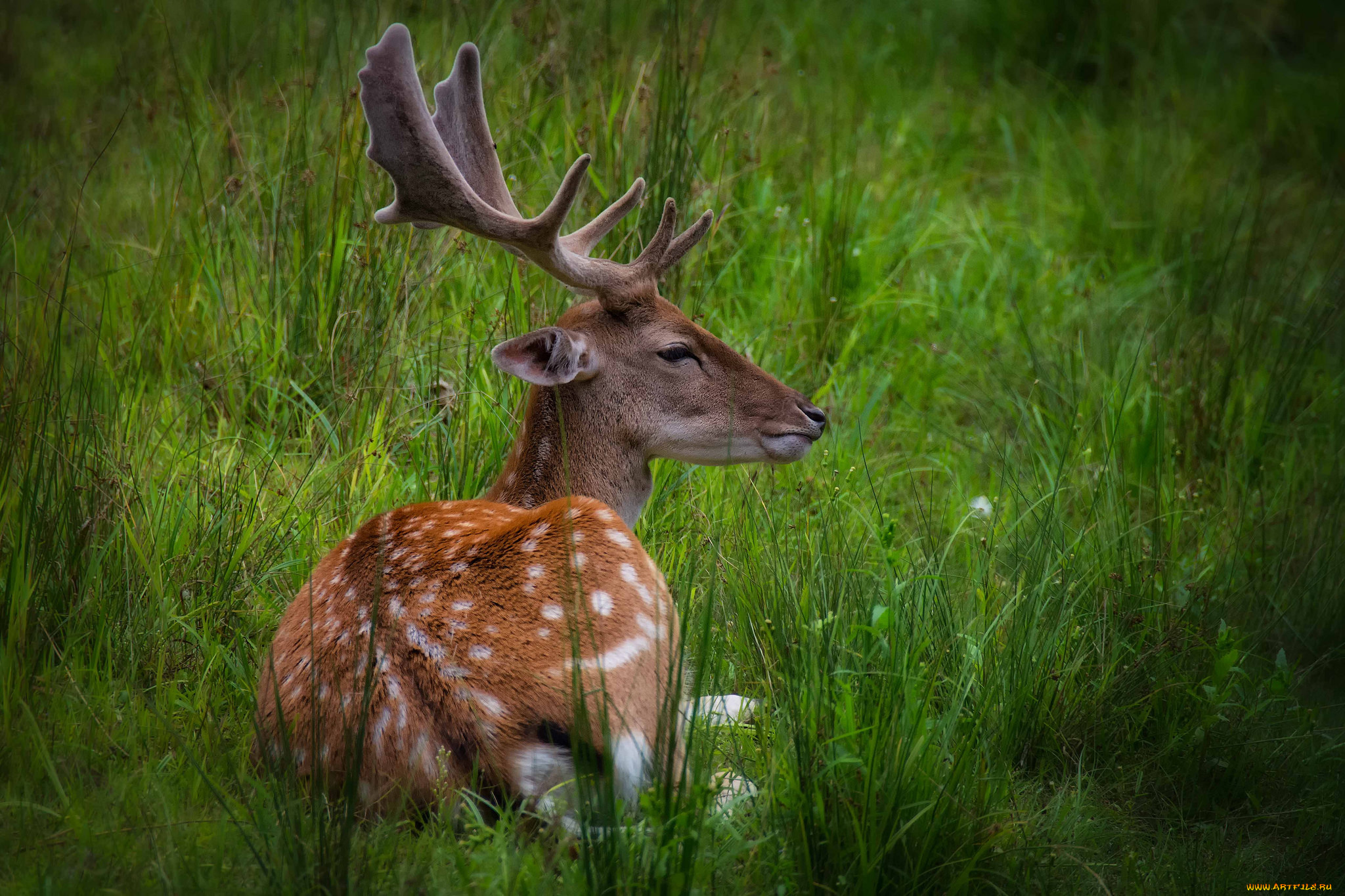 животные, олени, рога, олень, пятнистый, трава, луг