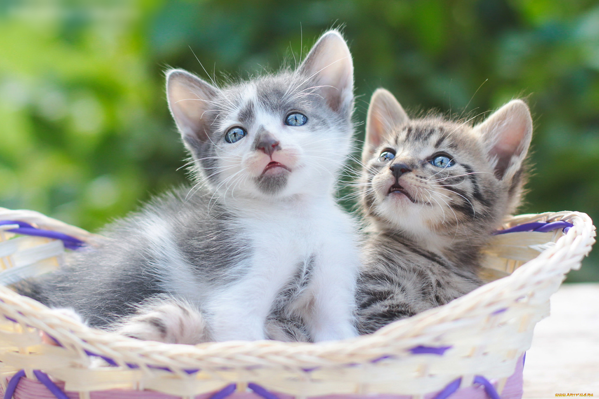 животные, коты, котята, корзина