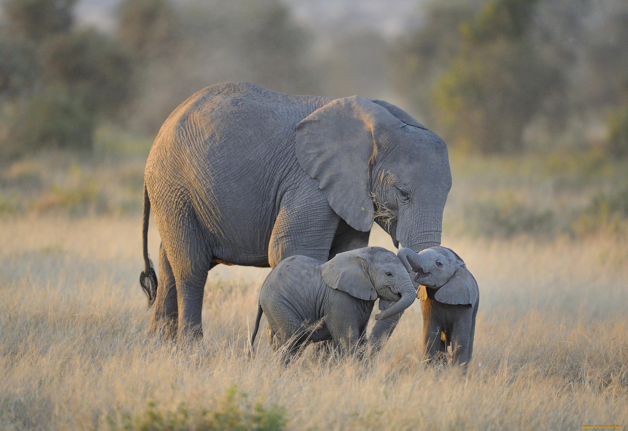 животные, слоны, twin, baby, elephants, amboseli, national, park, африка