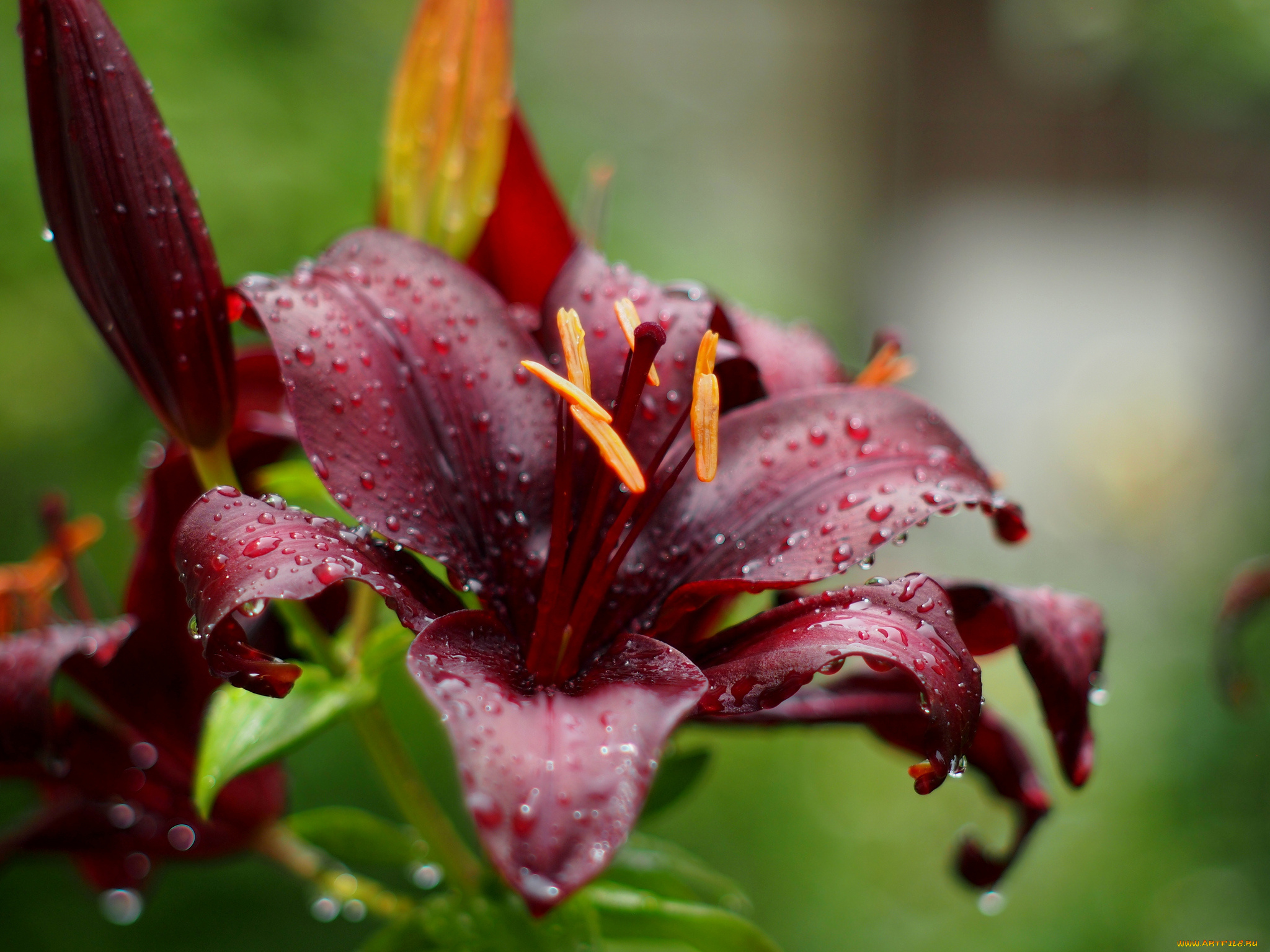 цветы, лилии, , лилейники, лилия, бутоны, цветение