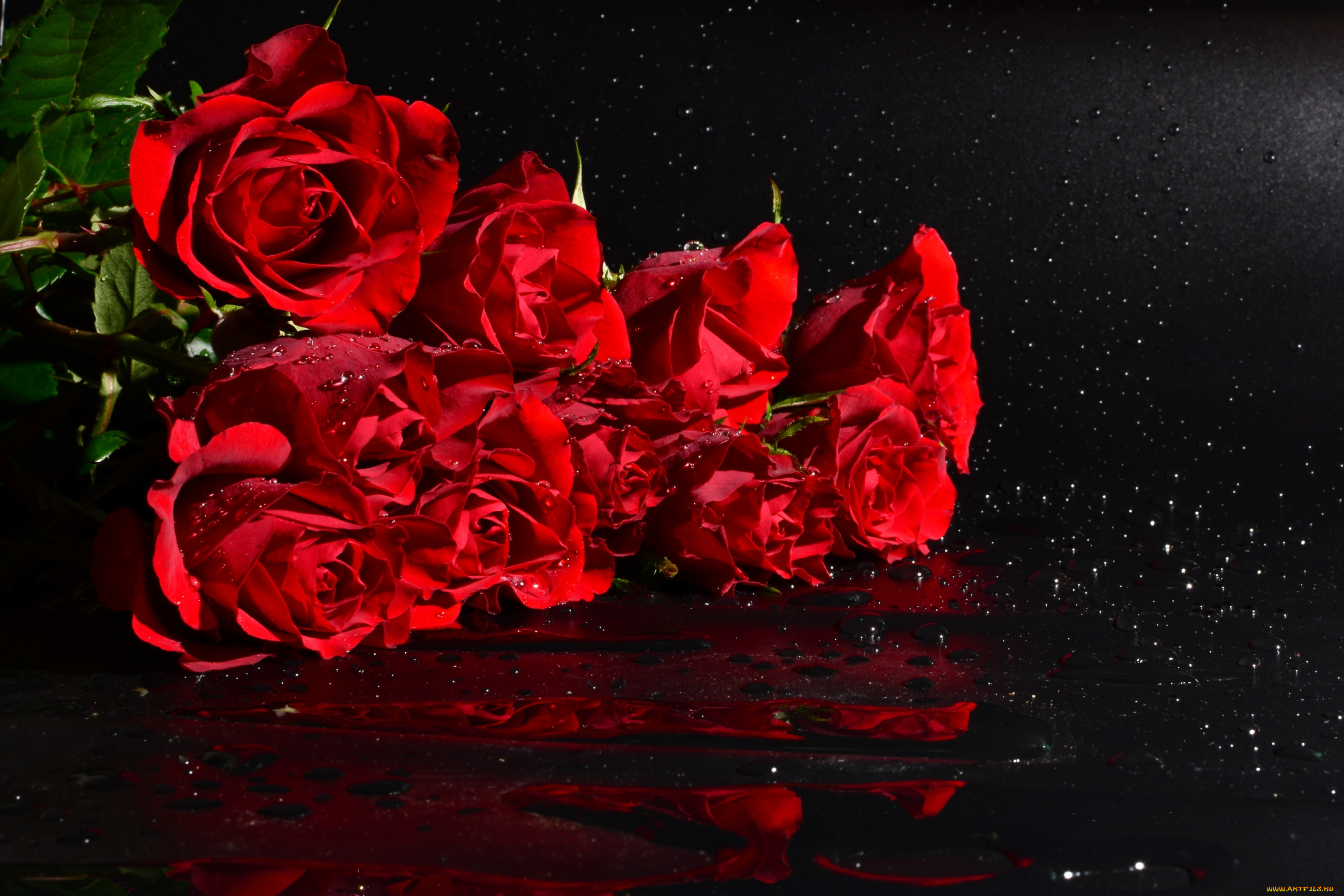 цветы, розы, вода, охапка