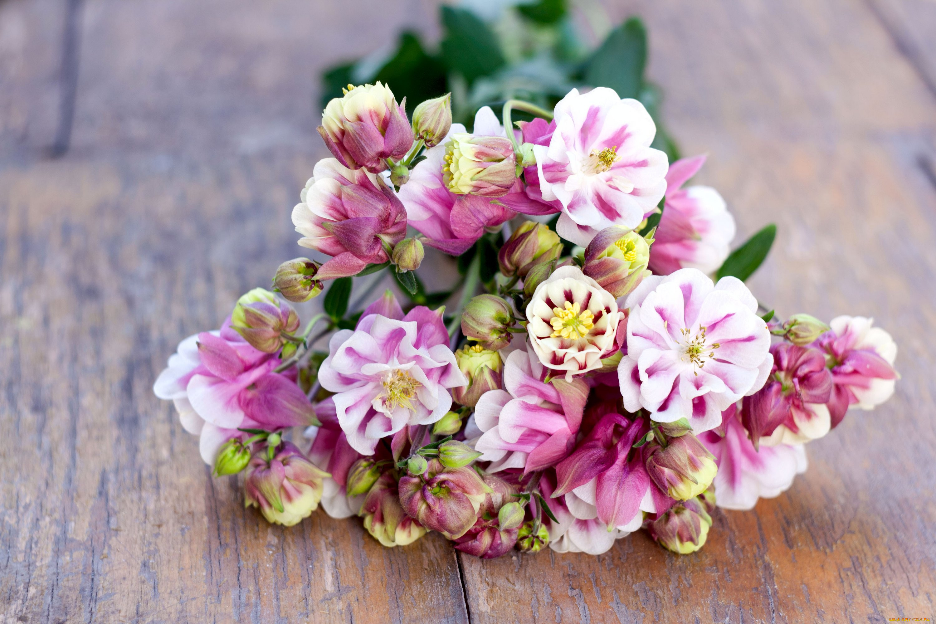 цветы, аквилегия, , водосбор, цветение, букет