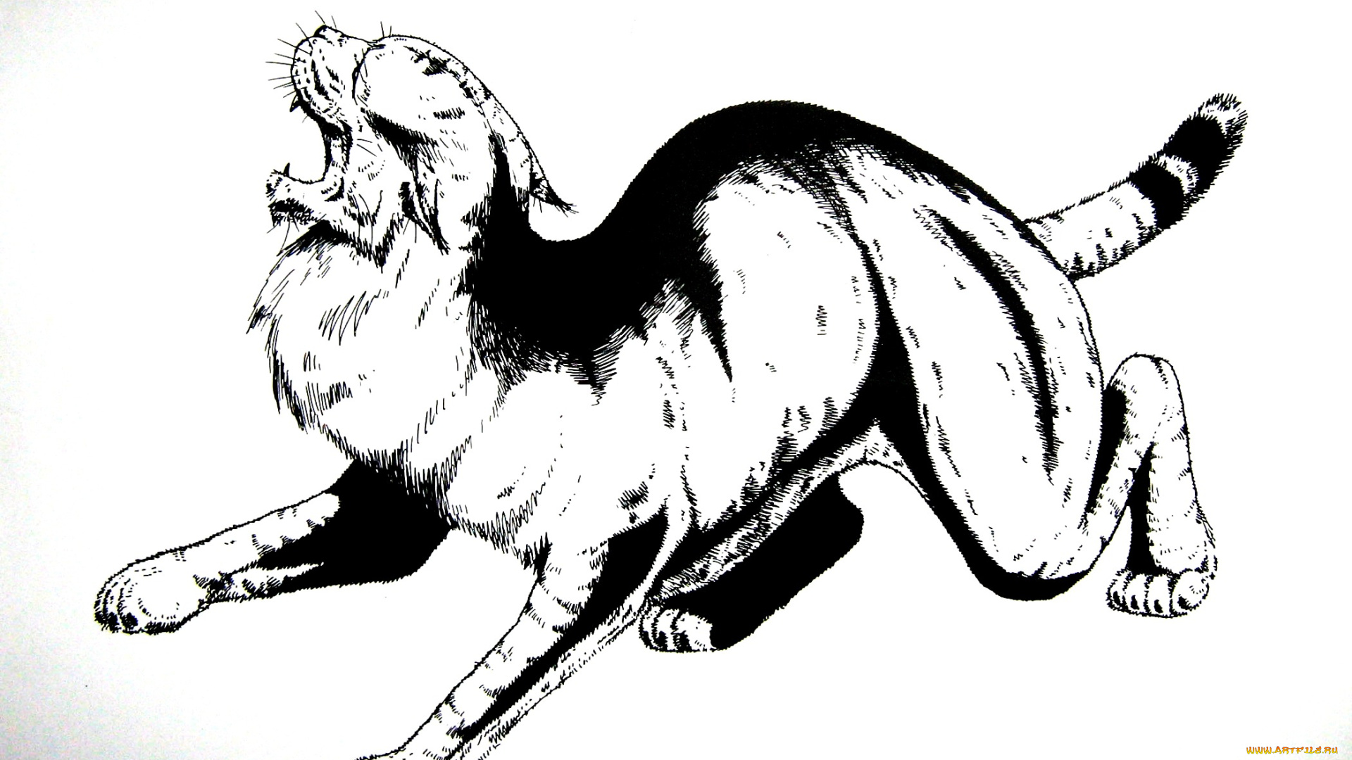 рисованное, животные, зверь, дикий, кот, хищник