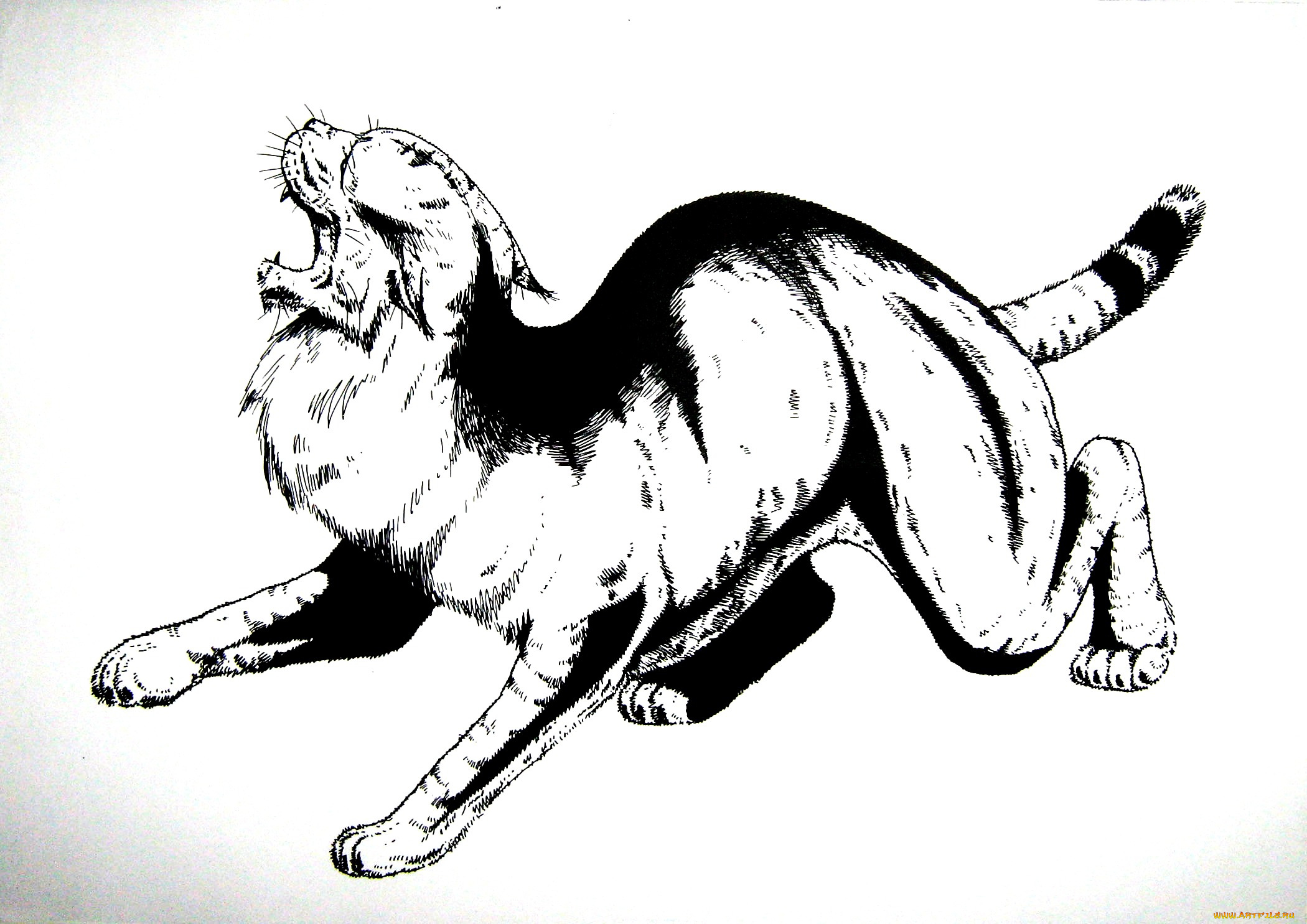 рисованное, животные, зверь, дикий, кот, хищник