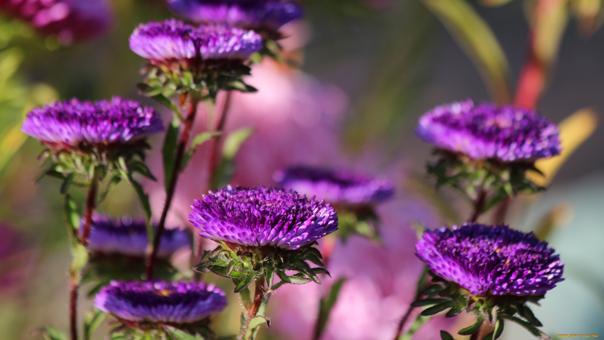 цветы, астры, дача, сентябрь, цветение, красиво, красота, осень