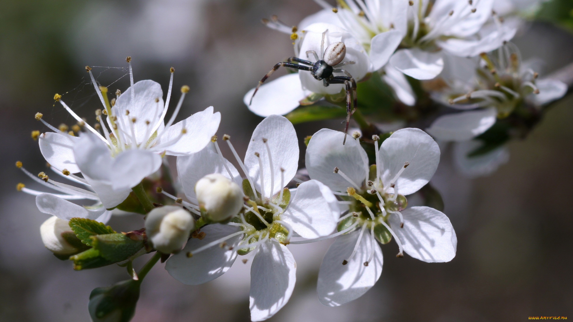 цветы, цветущие, деревья, , , кустарники, листья, ветка, цветки, цветущая, веточка