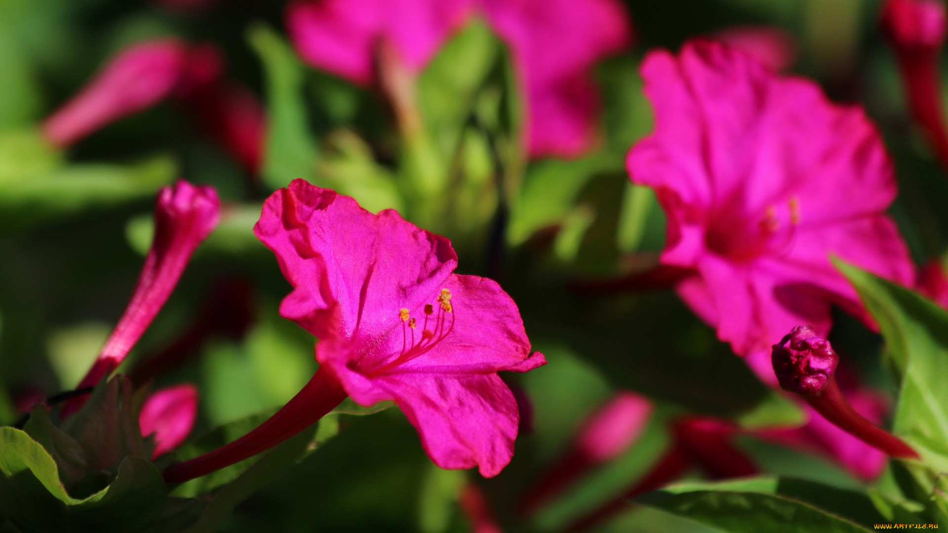 цветы, мирабилис, , ночная, красавица, мирабилис, дача, цветение, природа, красота, лето