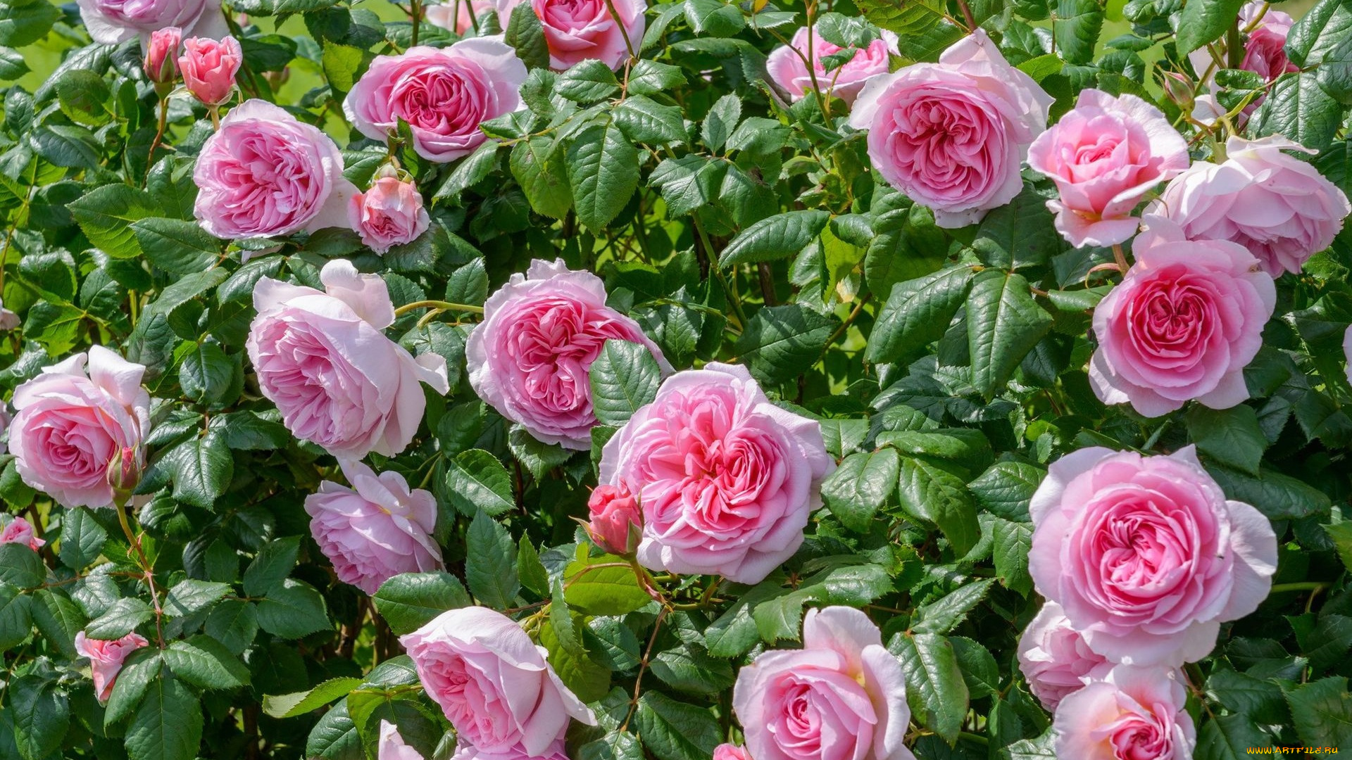 цветы, розы, куст, розовый